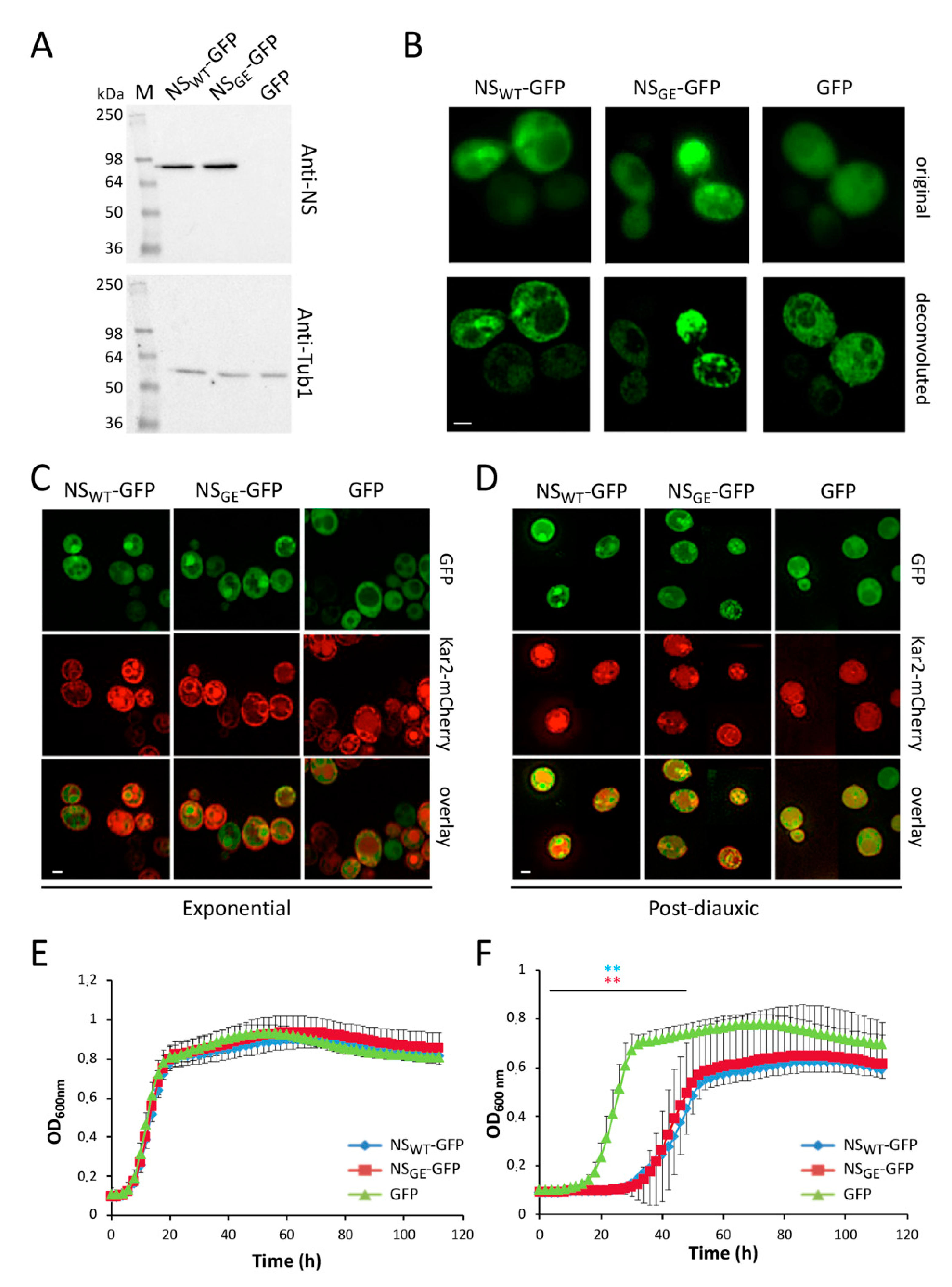 Microorganisms 09 01498 g001