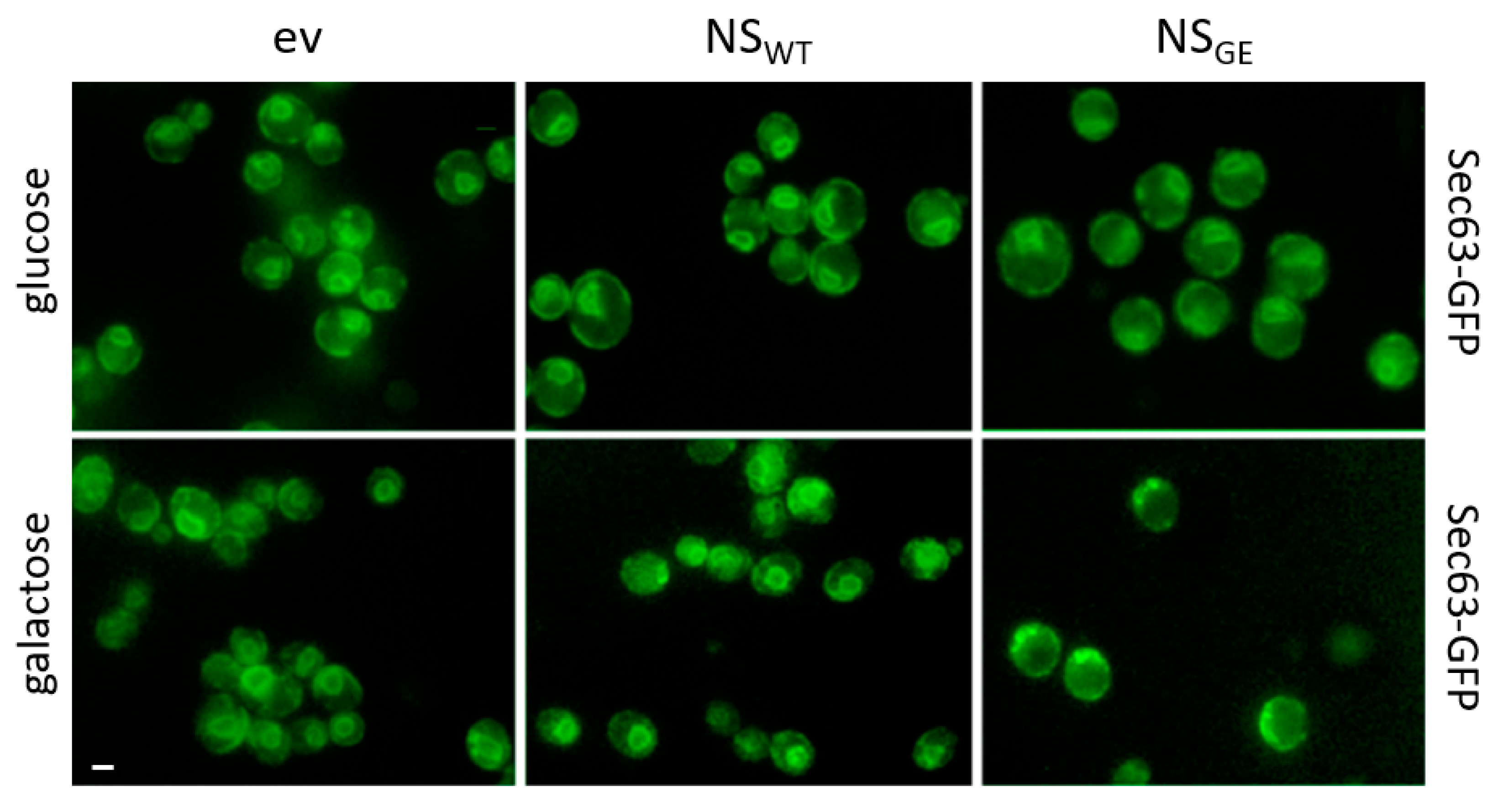 Microorganisms 09 01498 g003