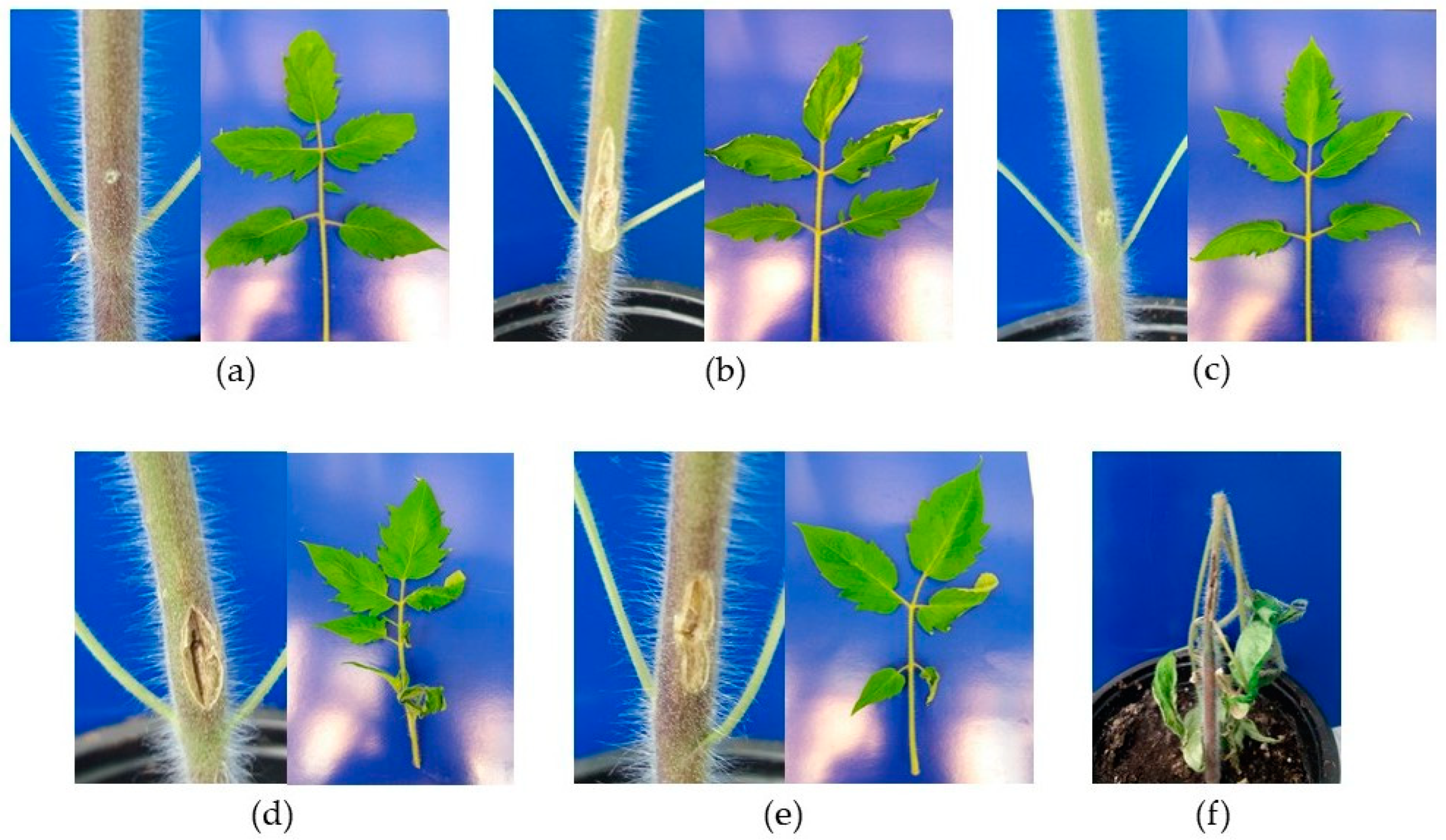 Microorganisms 09 01530 g001 Microorganisms 09 01530 g001