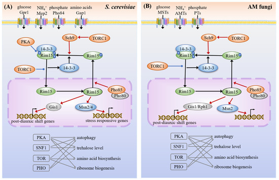 Genome-Wide Analysis of Nutrient Signaling Pathways Conserved in ...