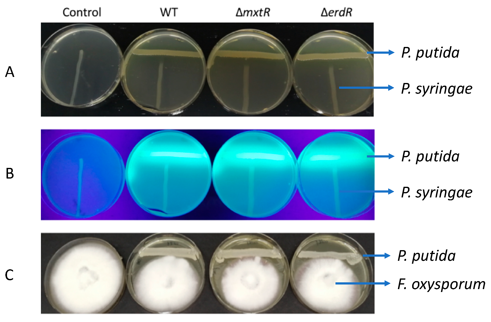 Microorganisms 09 01558 g003
