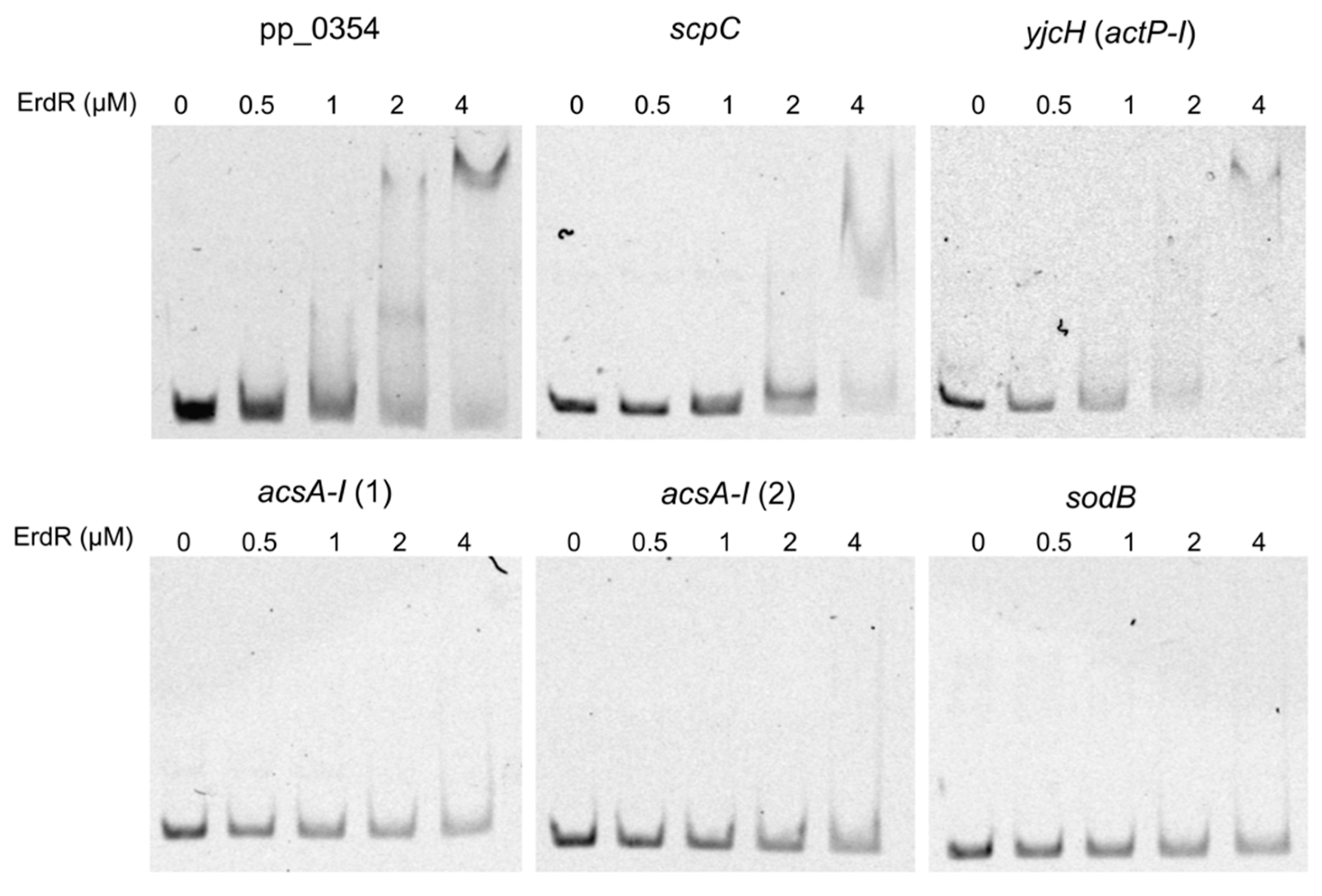 Microorganisms 09 01558 g005