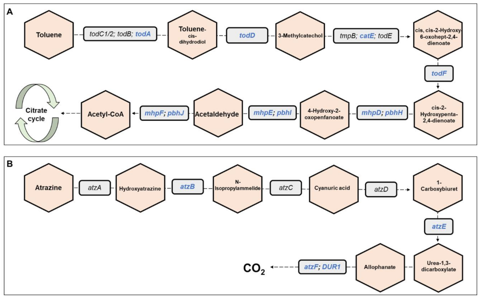 Microorganisms 09 01571 g006