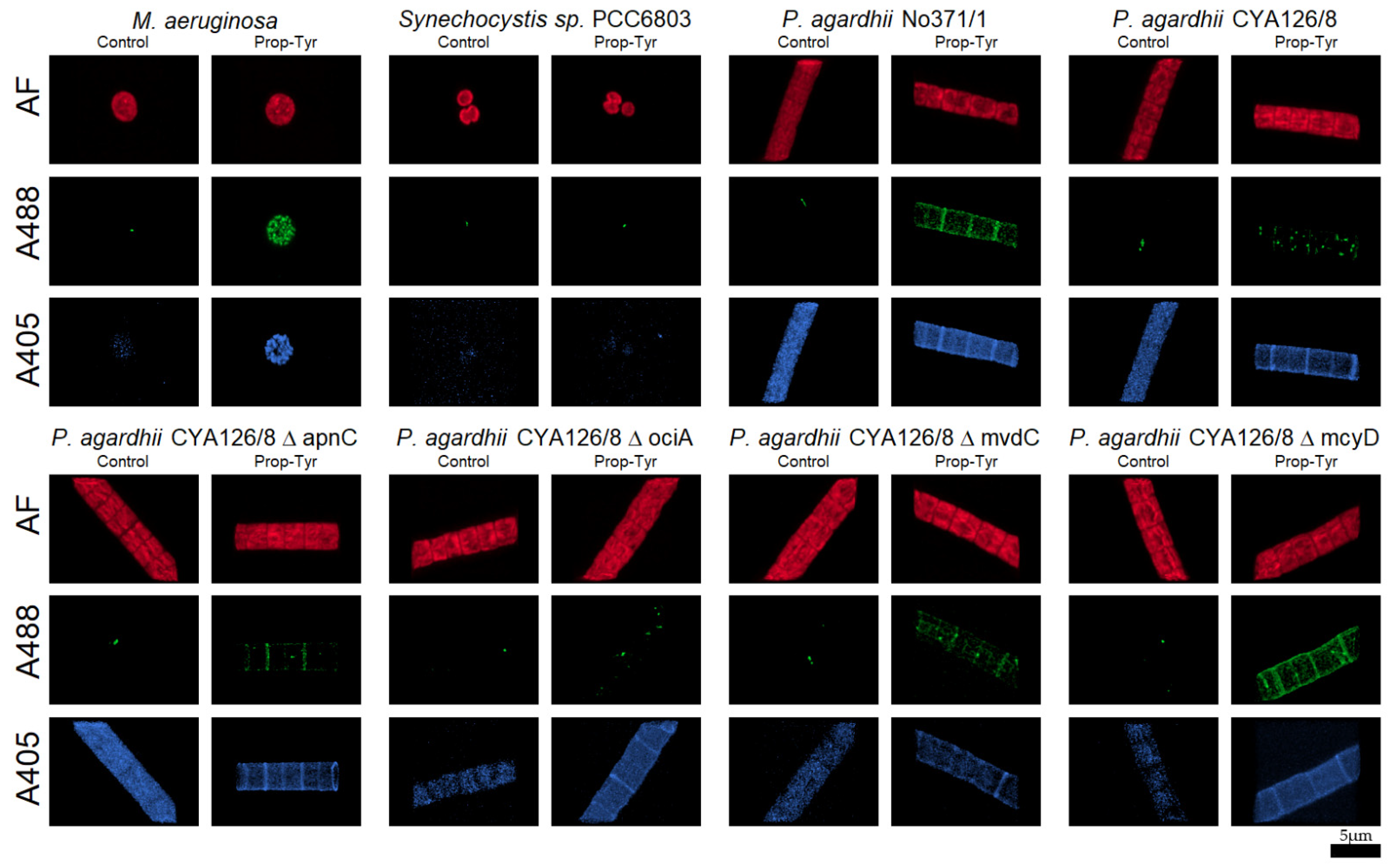 Microorganisms 09 01578 g002