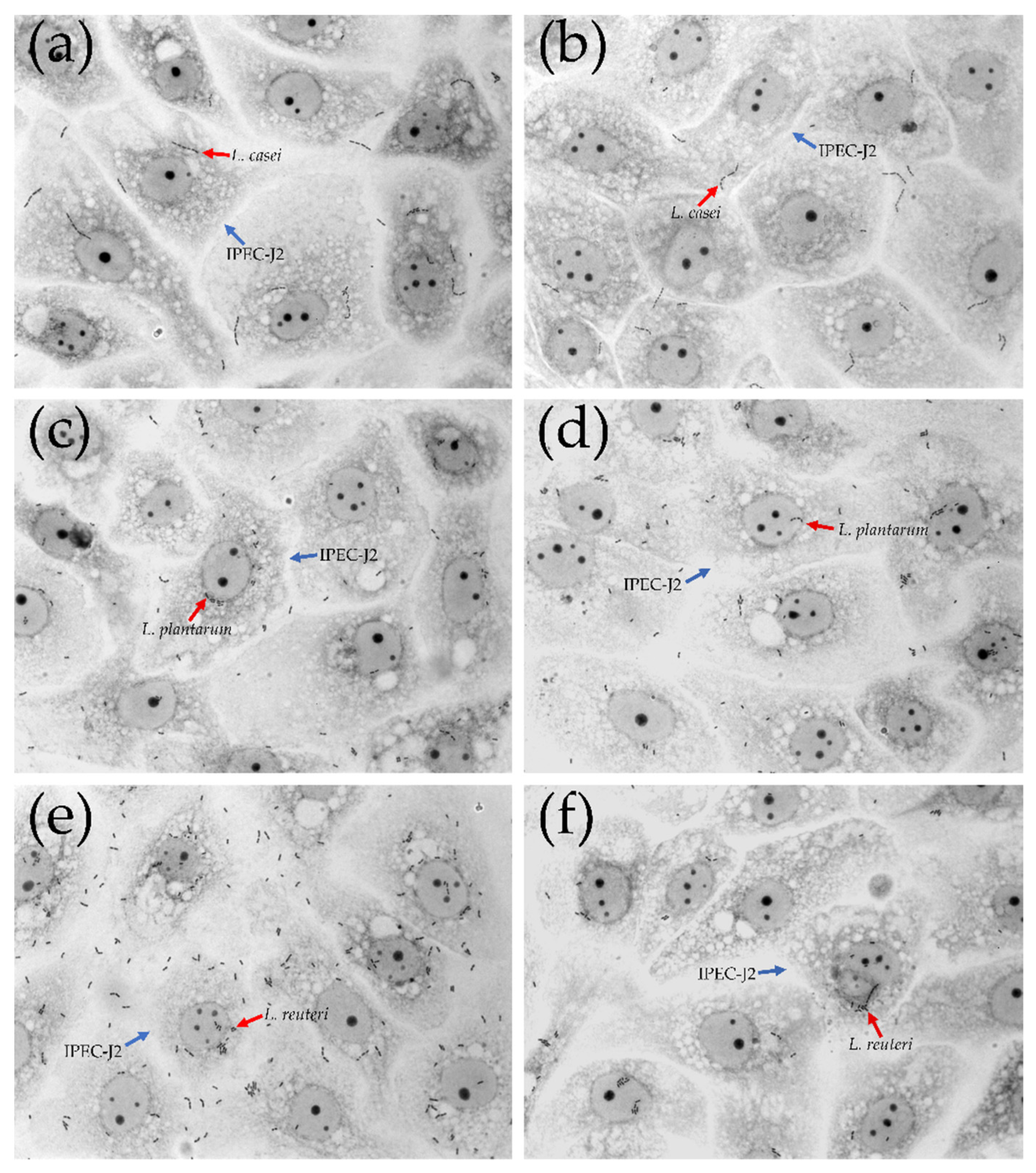 Microorganisms 09 01587 g004