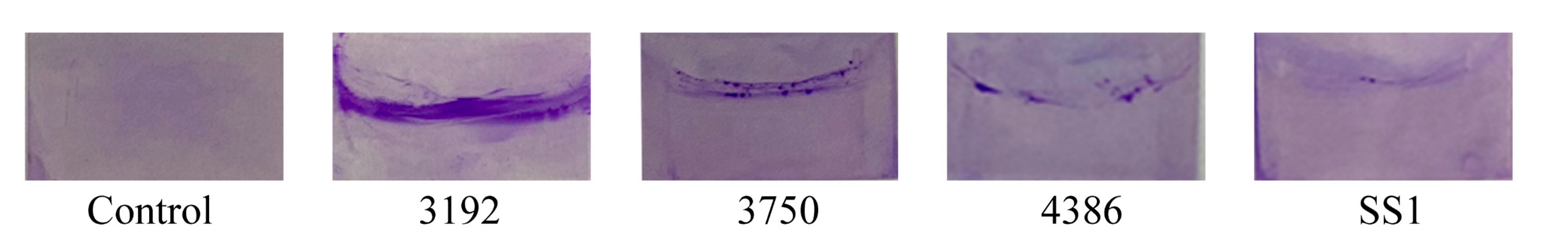 Microorganisms 09 01611 g002