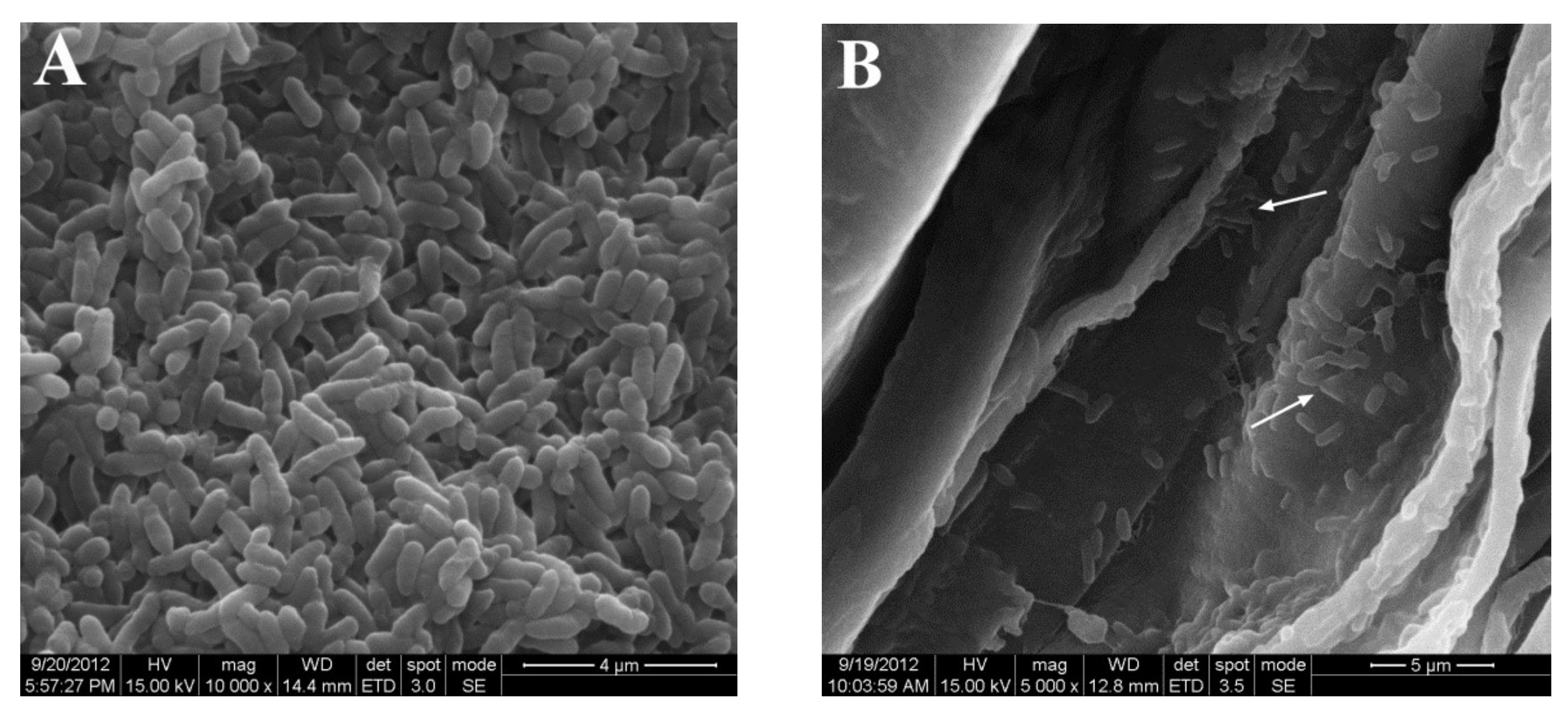 Microorganisms 09 01647 g003a