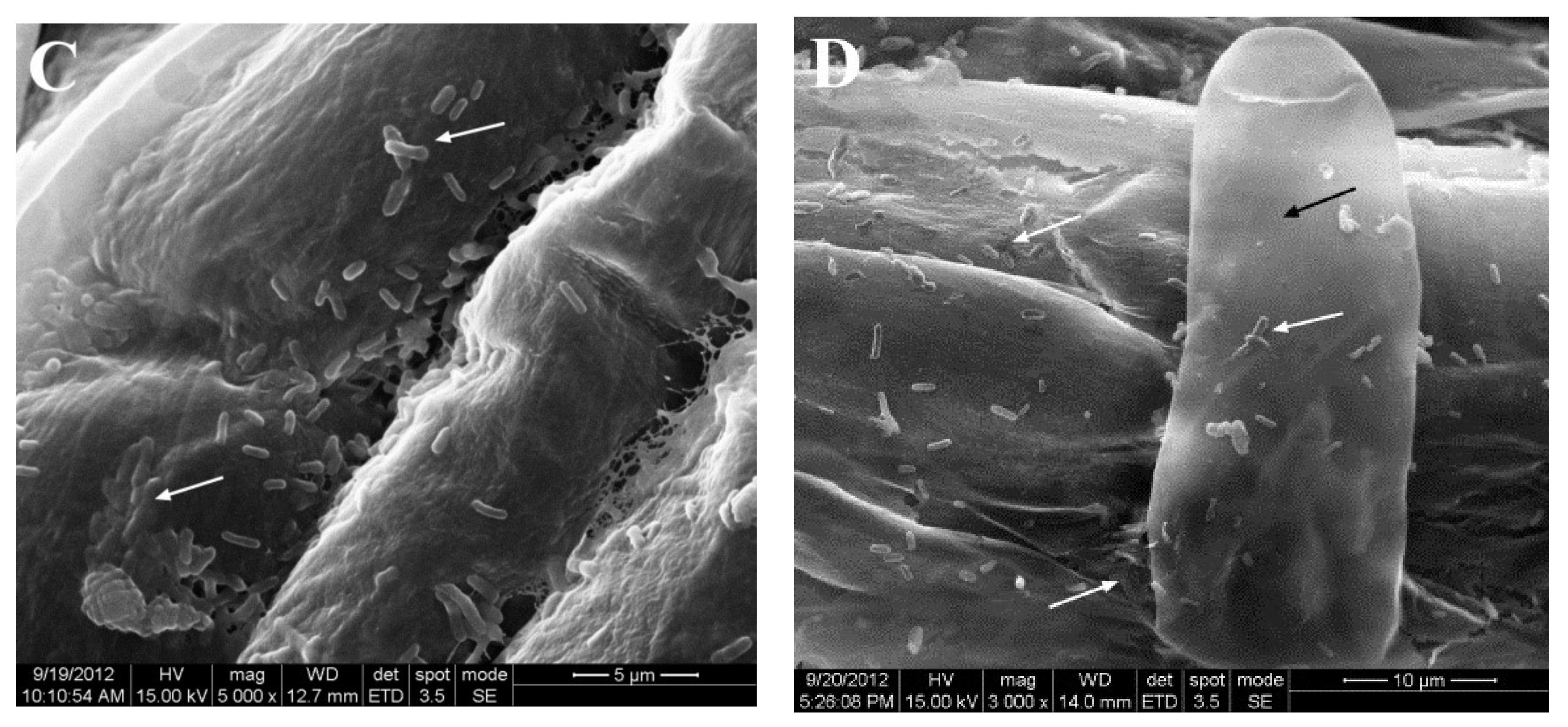 Microorganisms 09 01647 g003b