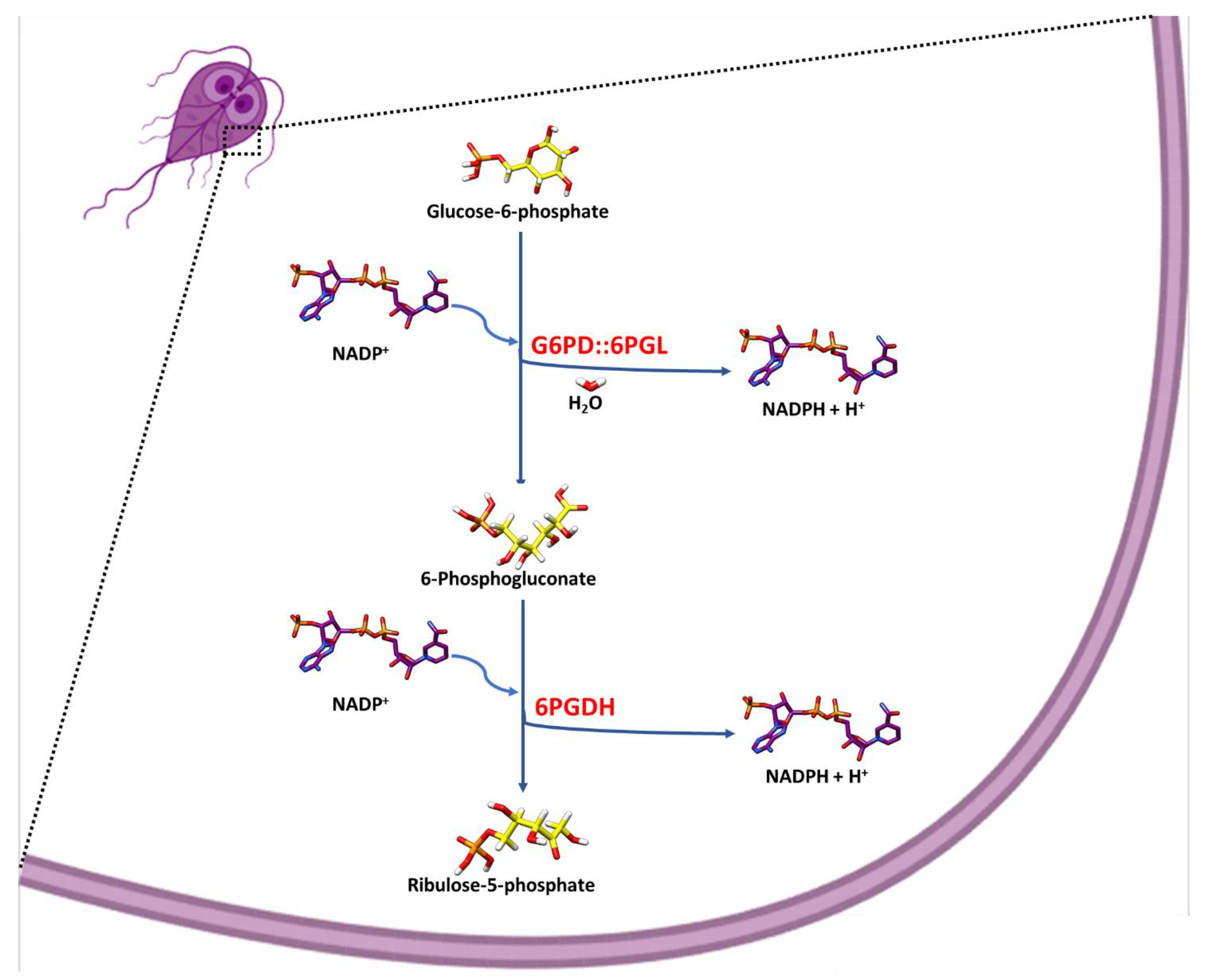 Microorganisms 09 01678 g001