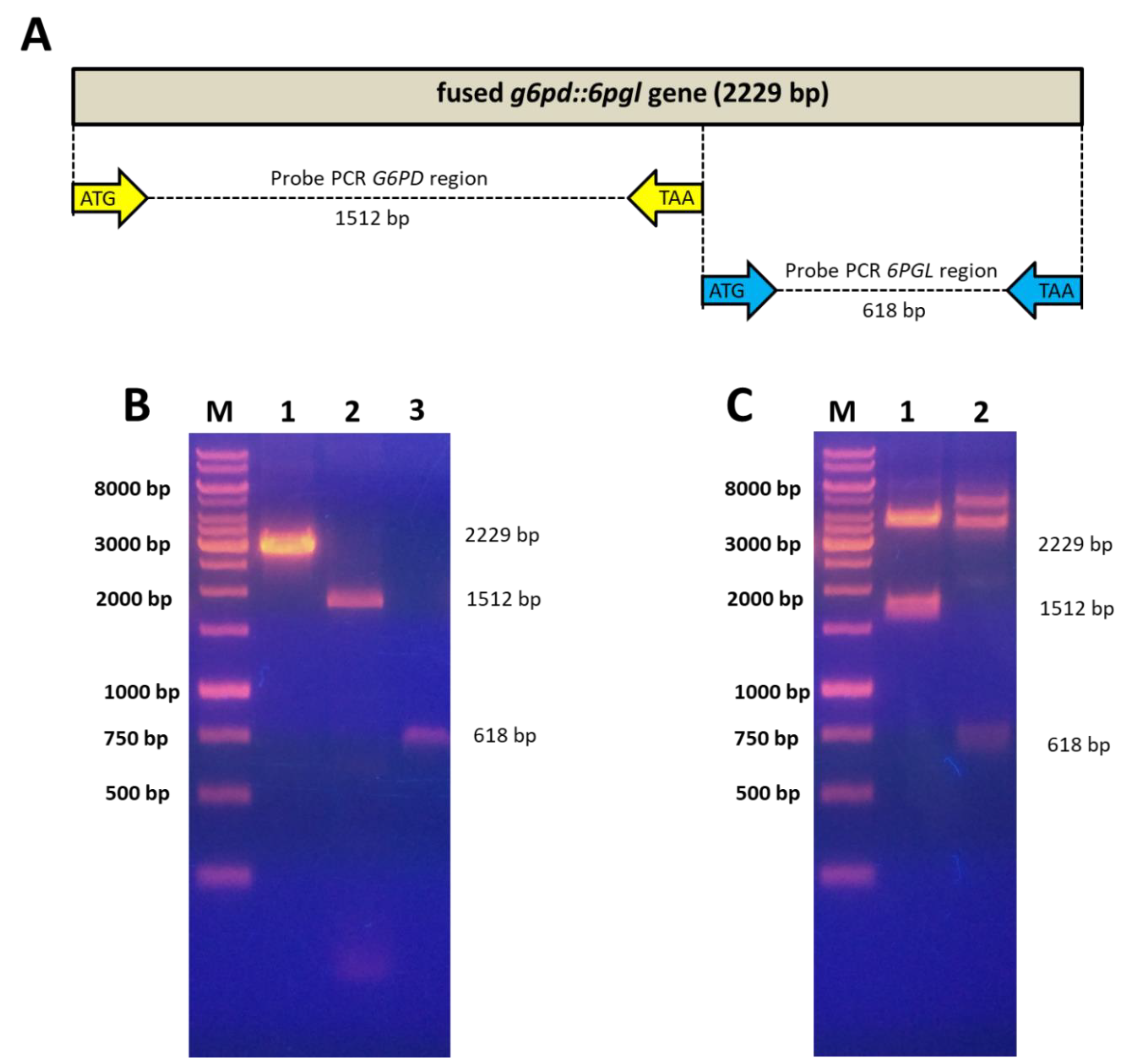 Microorganisms 09 01678 g002