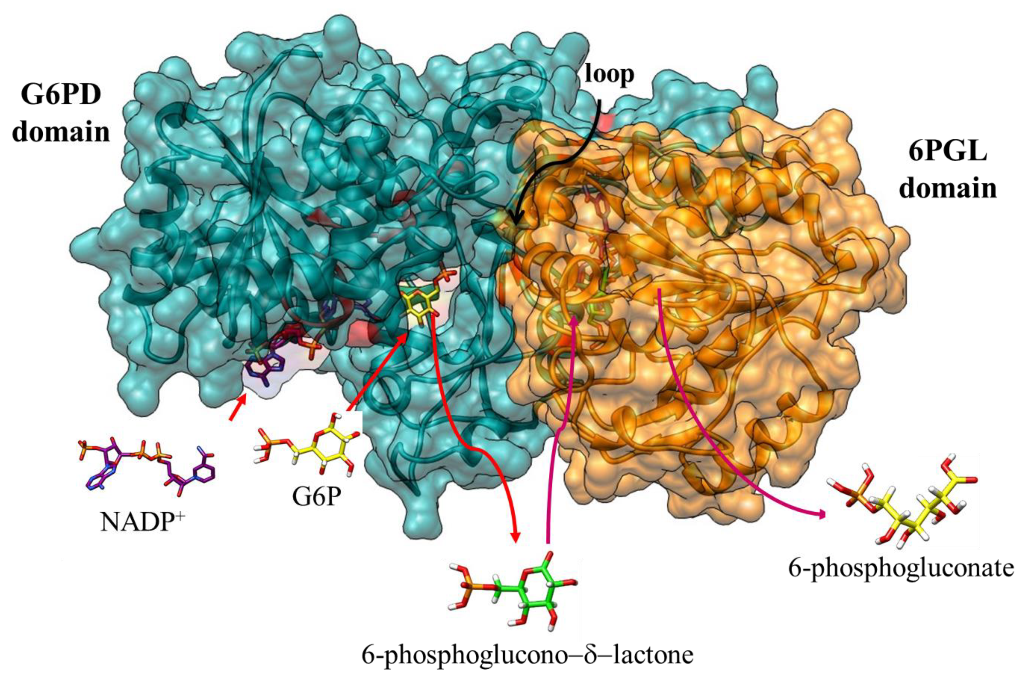 Microorganisms 09 01678 g008