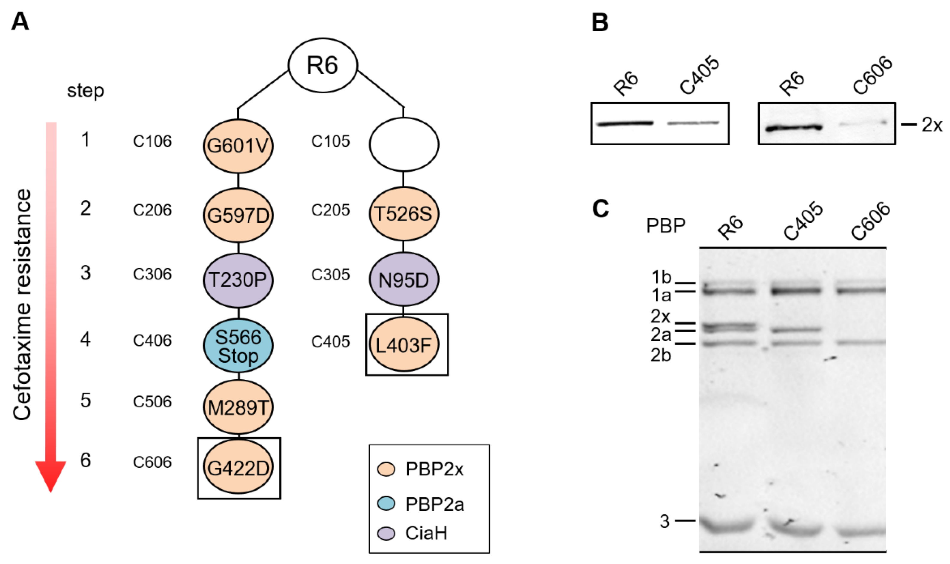 Microorganisms 09 01685 g001