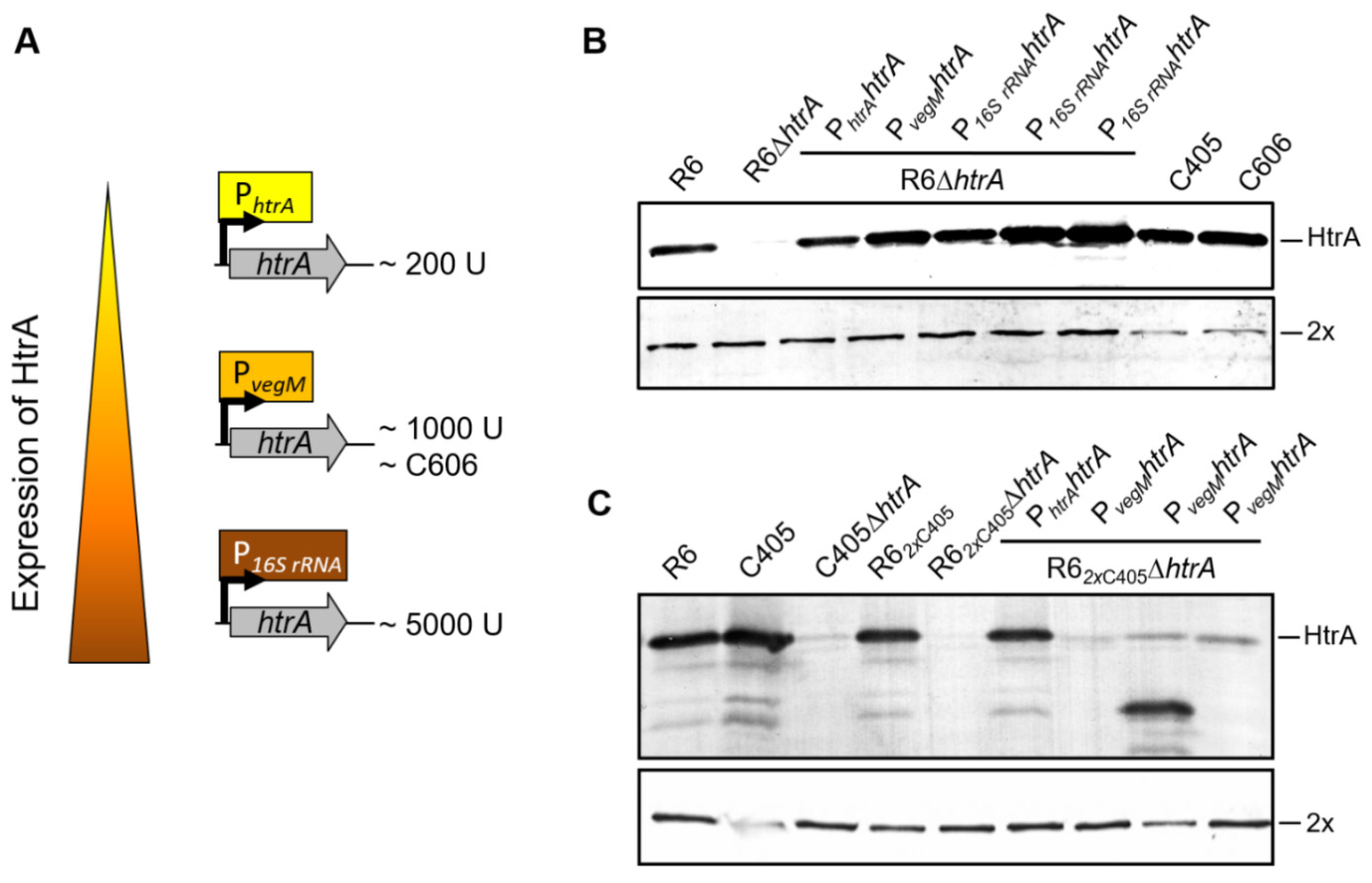 Microorganisms 09 01685 g005