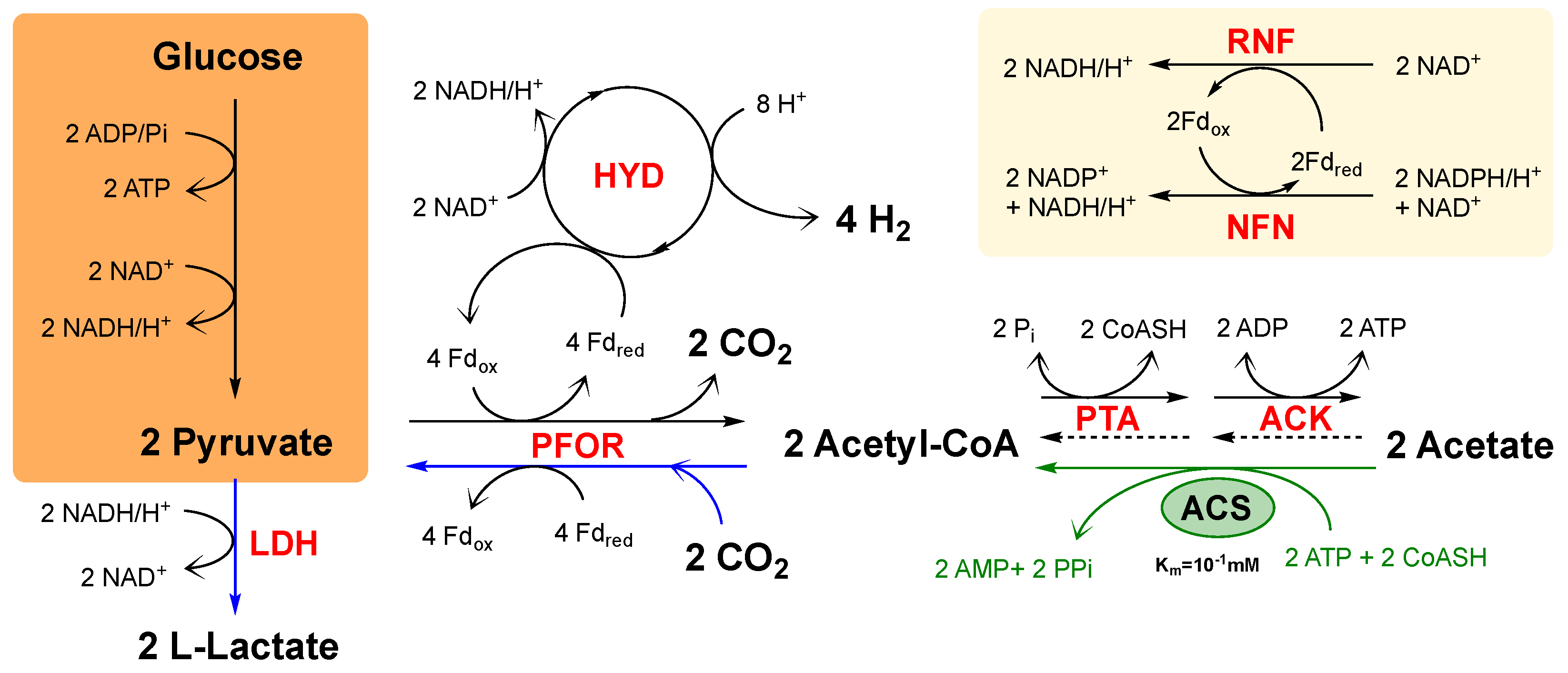 Microorganisms 09 01688 g001