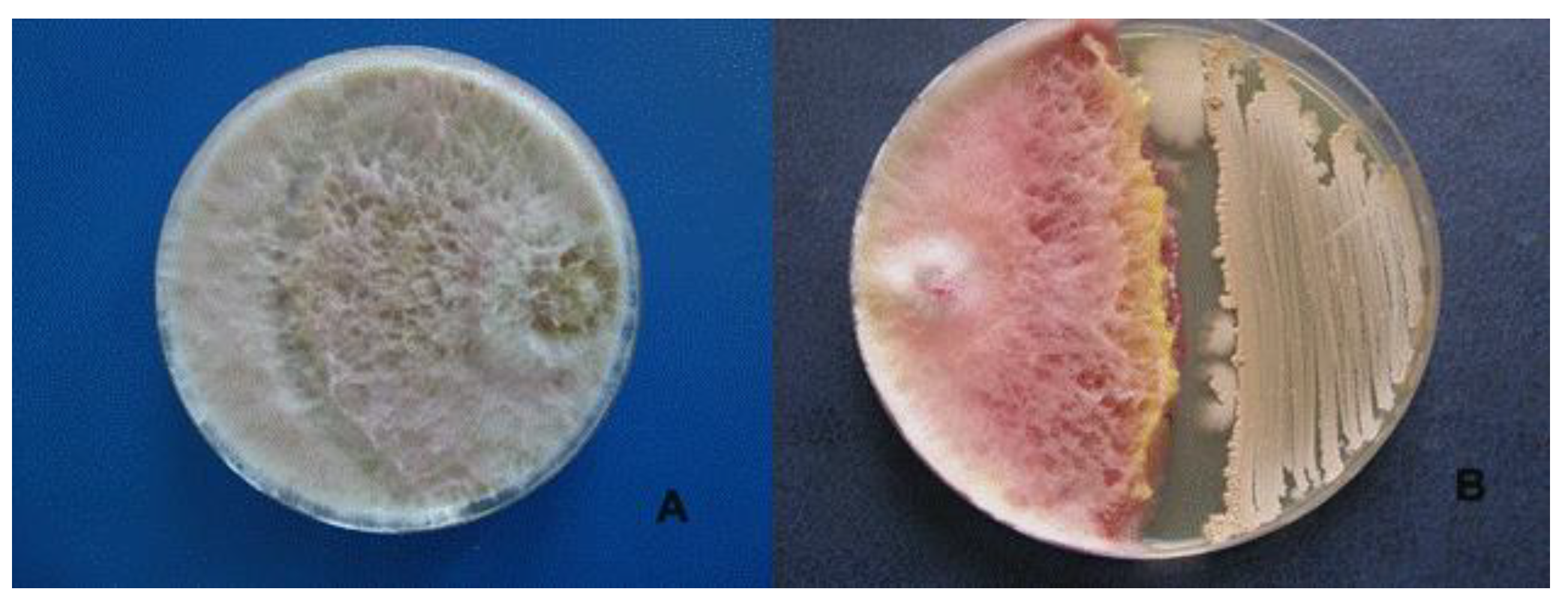 Microorganisms 09 01698 g003