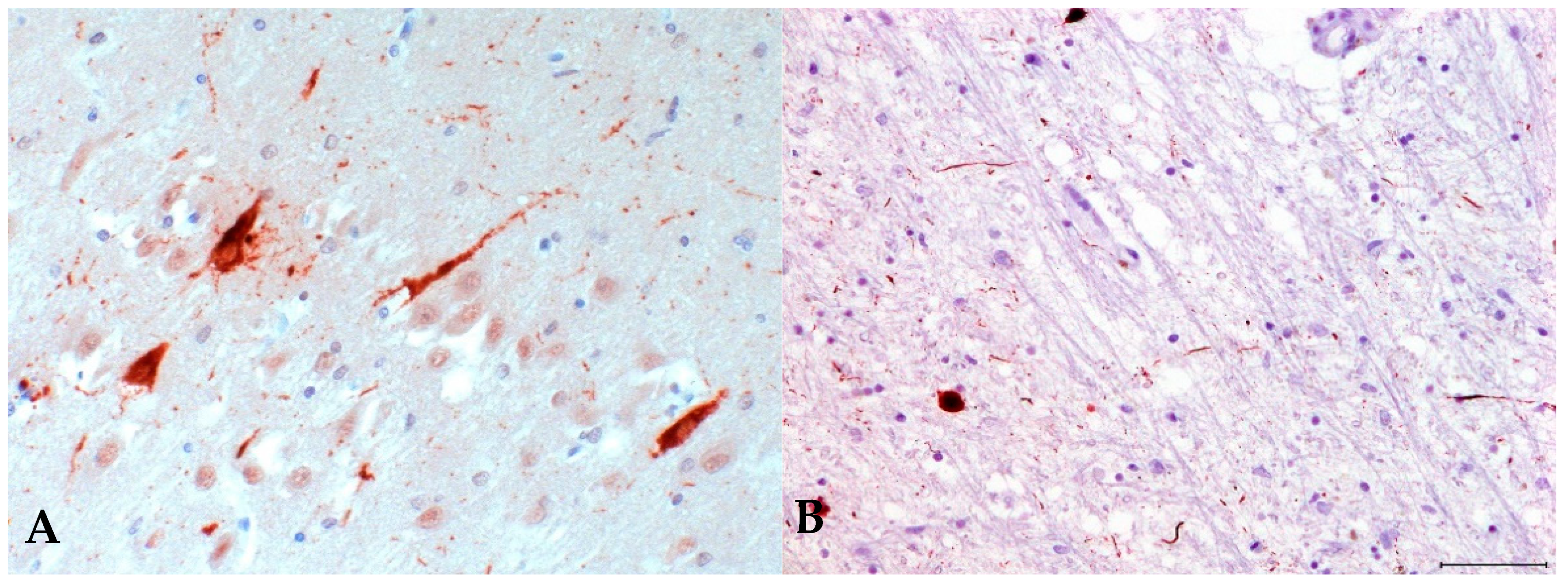 Microorganisms 09 01716 g002