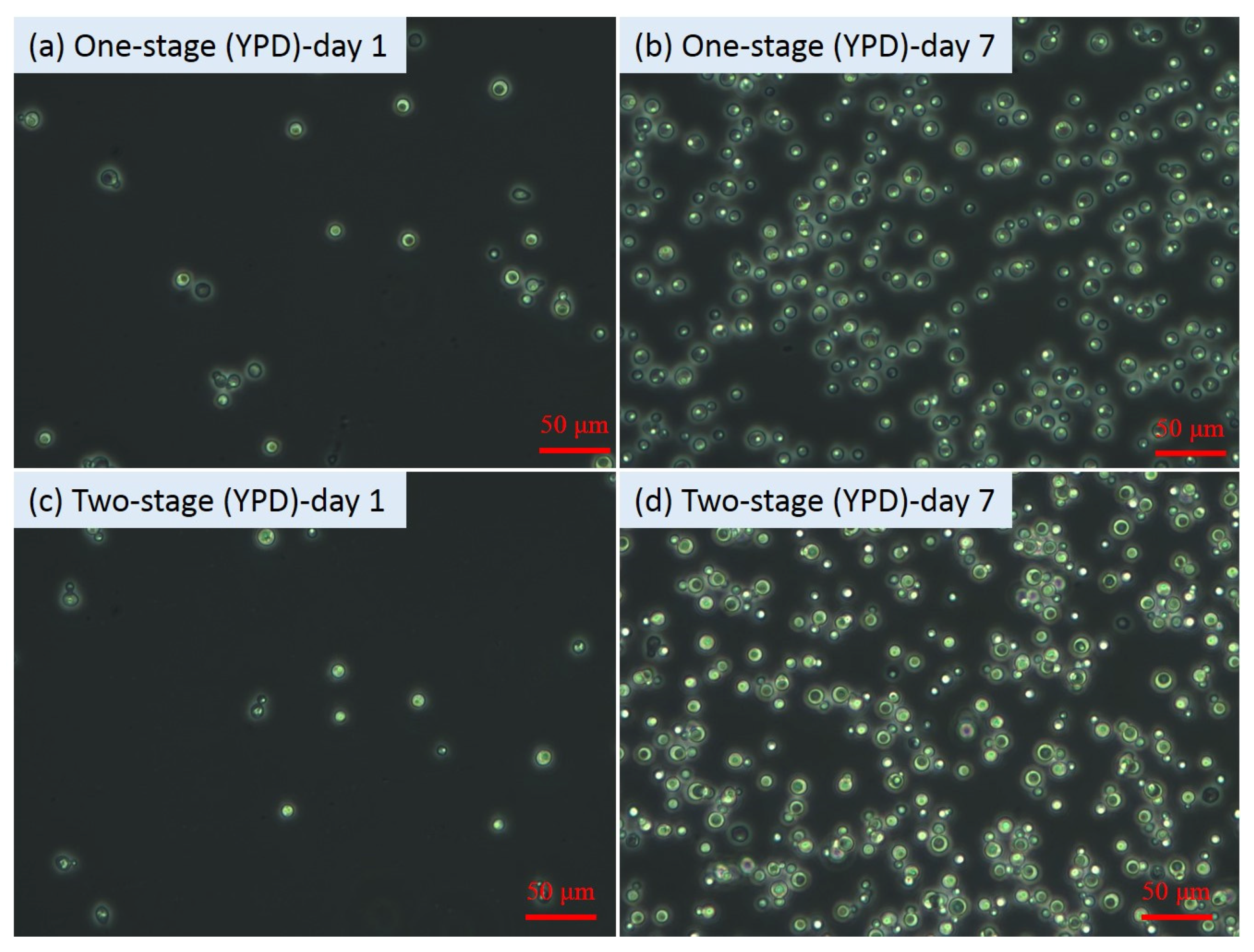Microorganisms 09 01724 g002