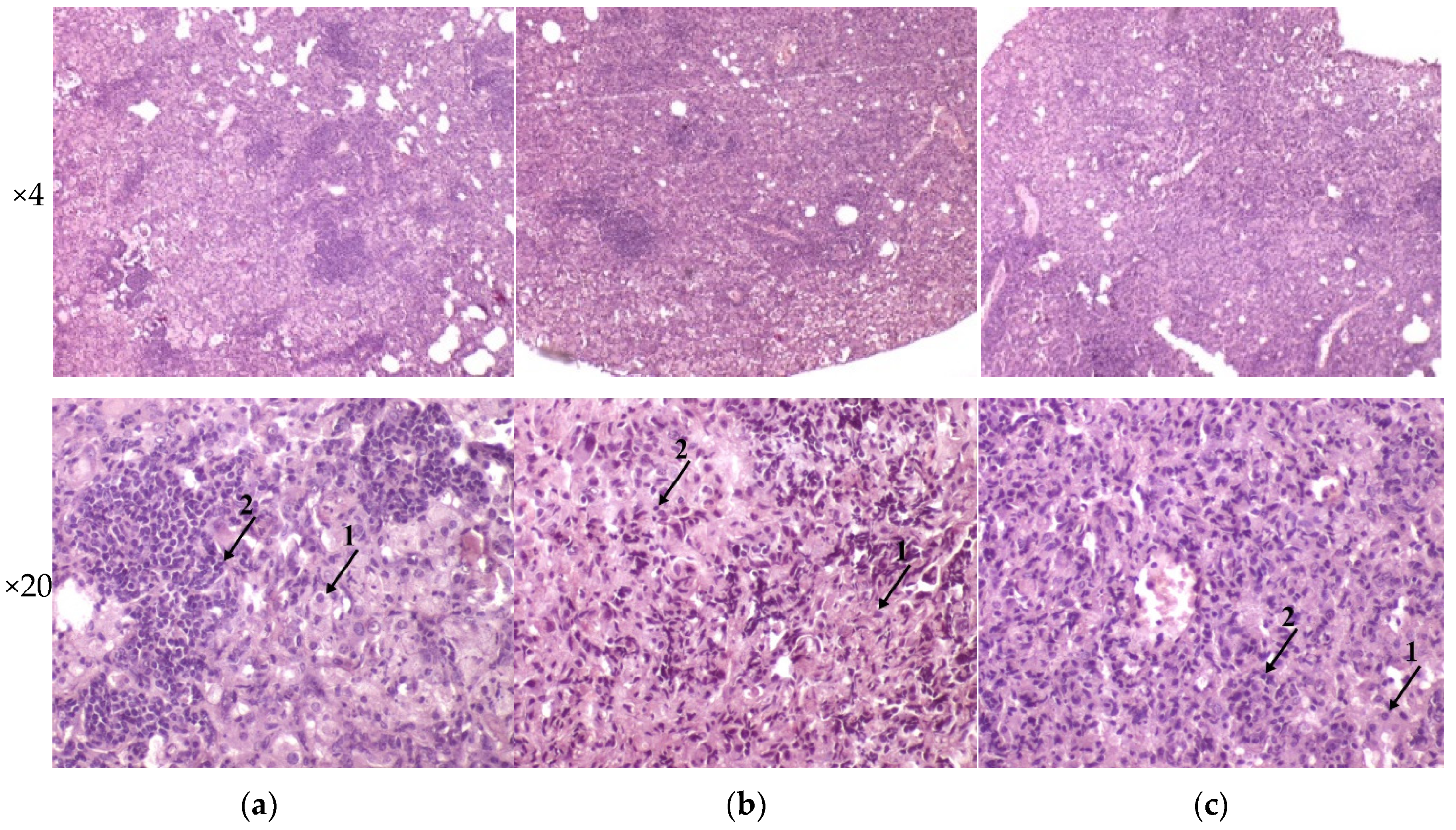 Microorganisms 09 01792 g006a Microorganisms 09 01792 g006a