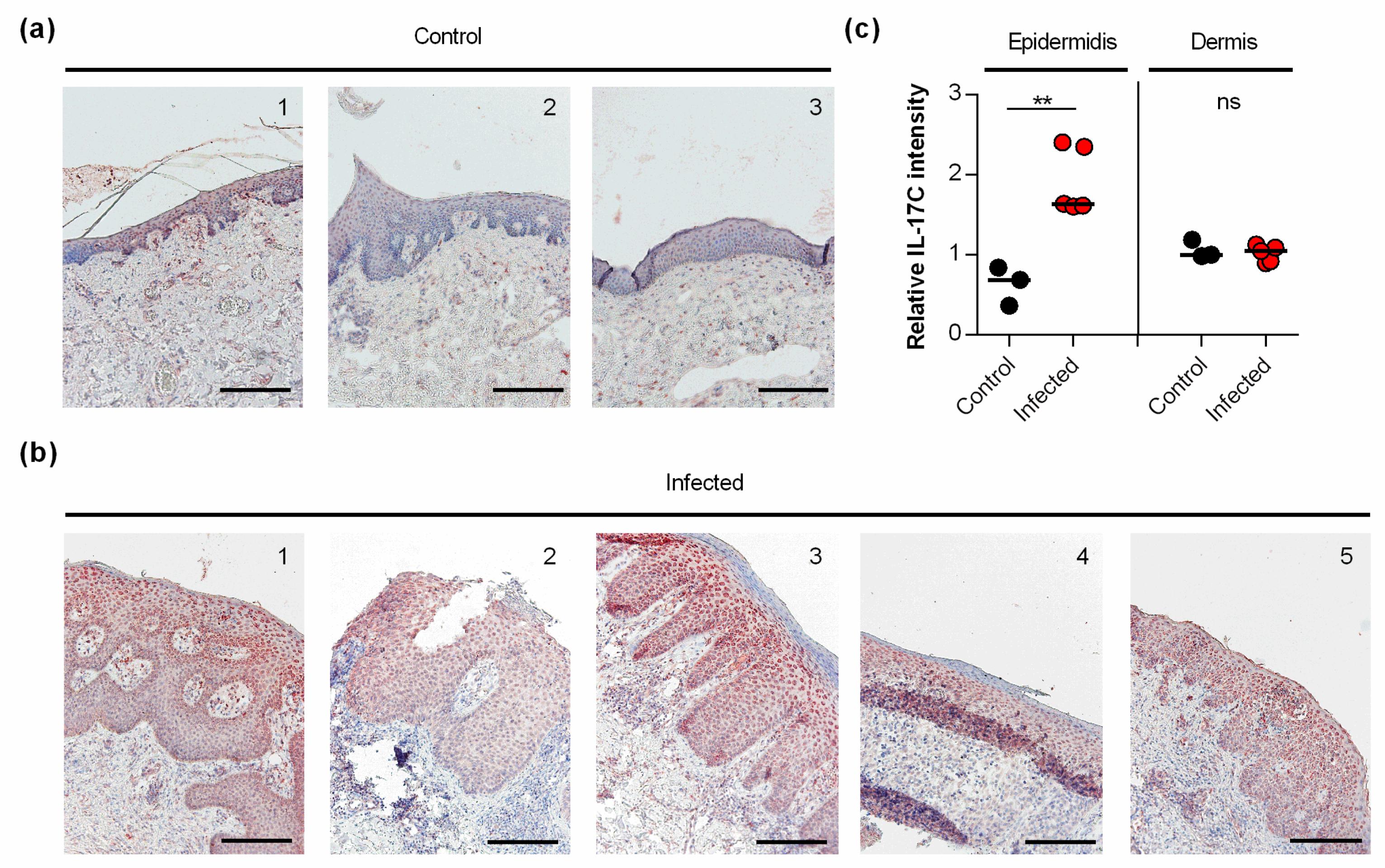 Microorganisms 09 01821 g004