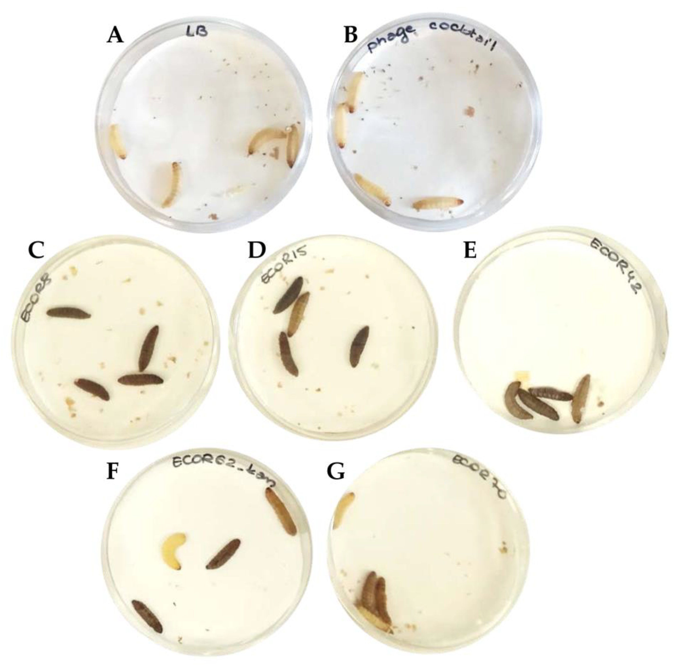 Microorganisms 09 01869 g004 Microorganisms 09 01869 g004