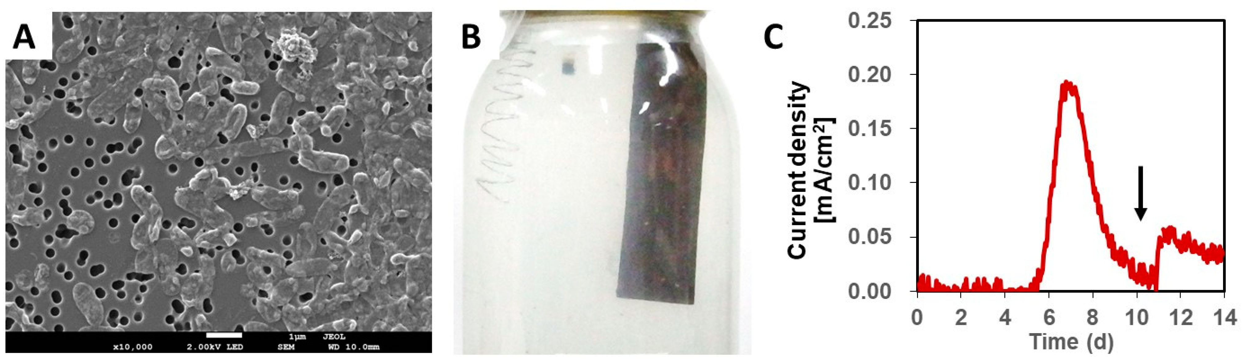 Microorganisms 09 01953 g001