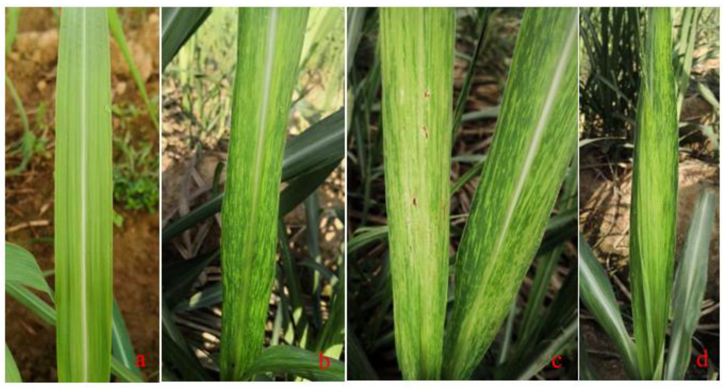 Microorganisms 09 01984 g001