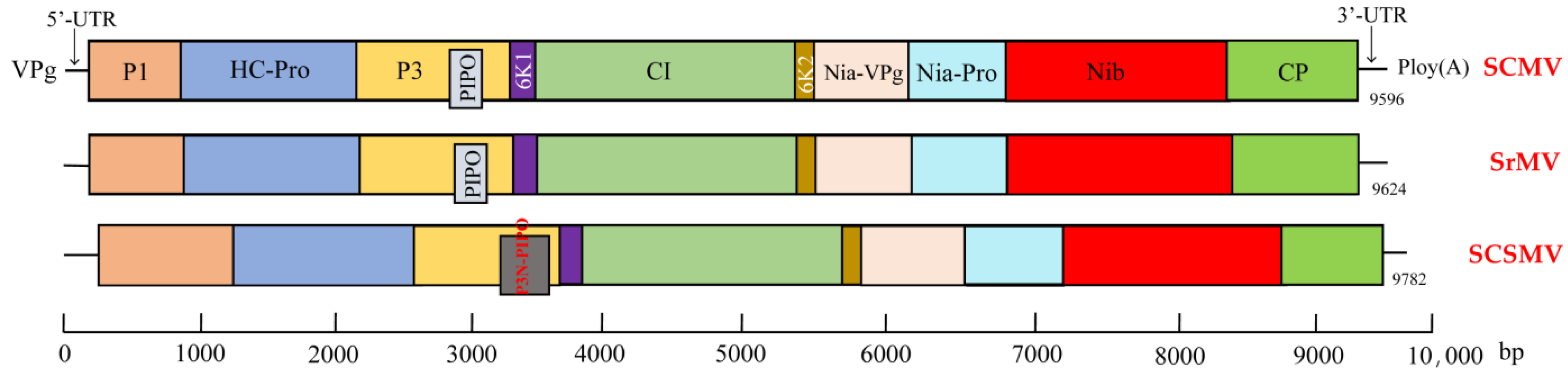 Microorganisms 09 01984 g003