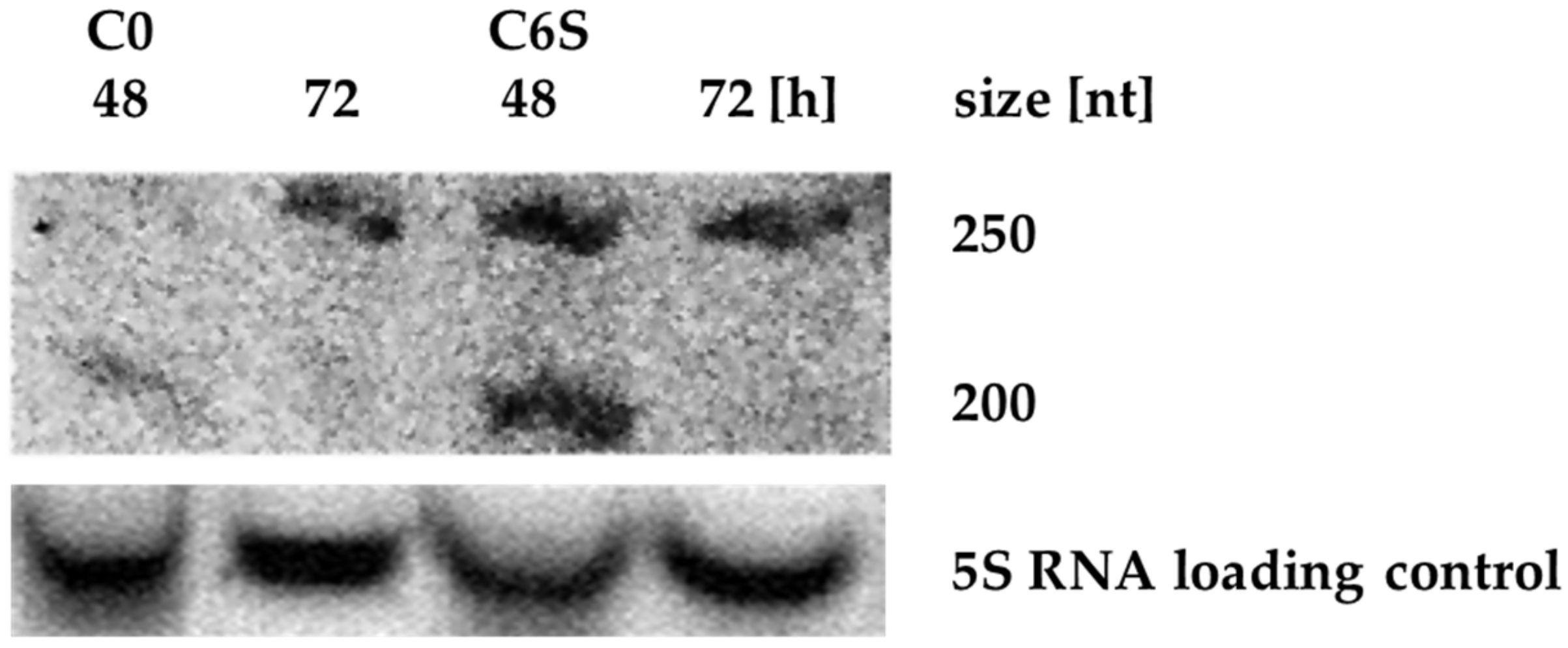 Microorganisms 09 02004 g003