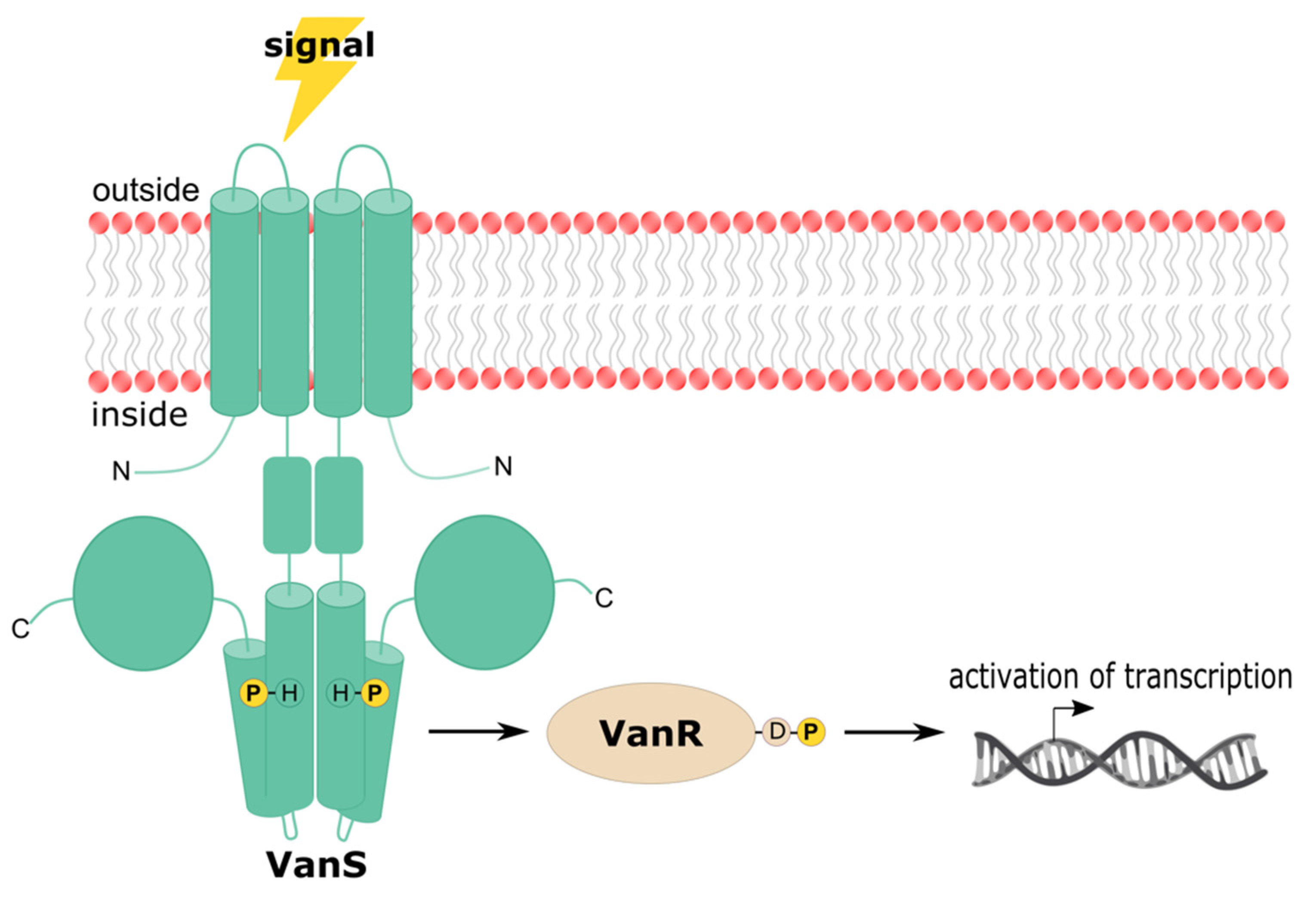 Microorganisms 09 02026 g003