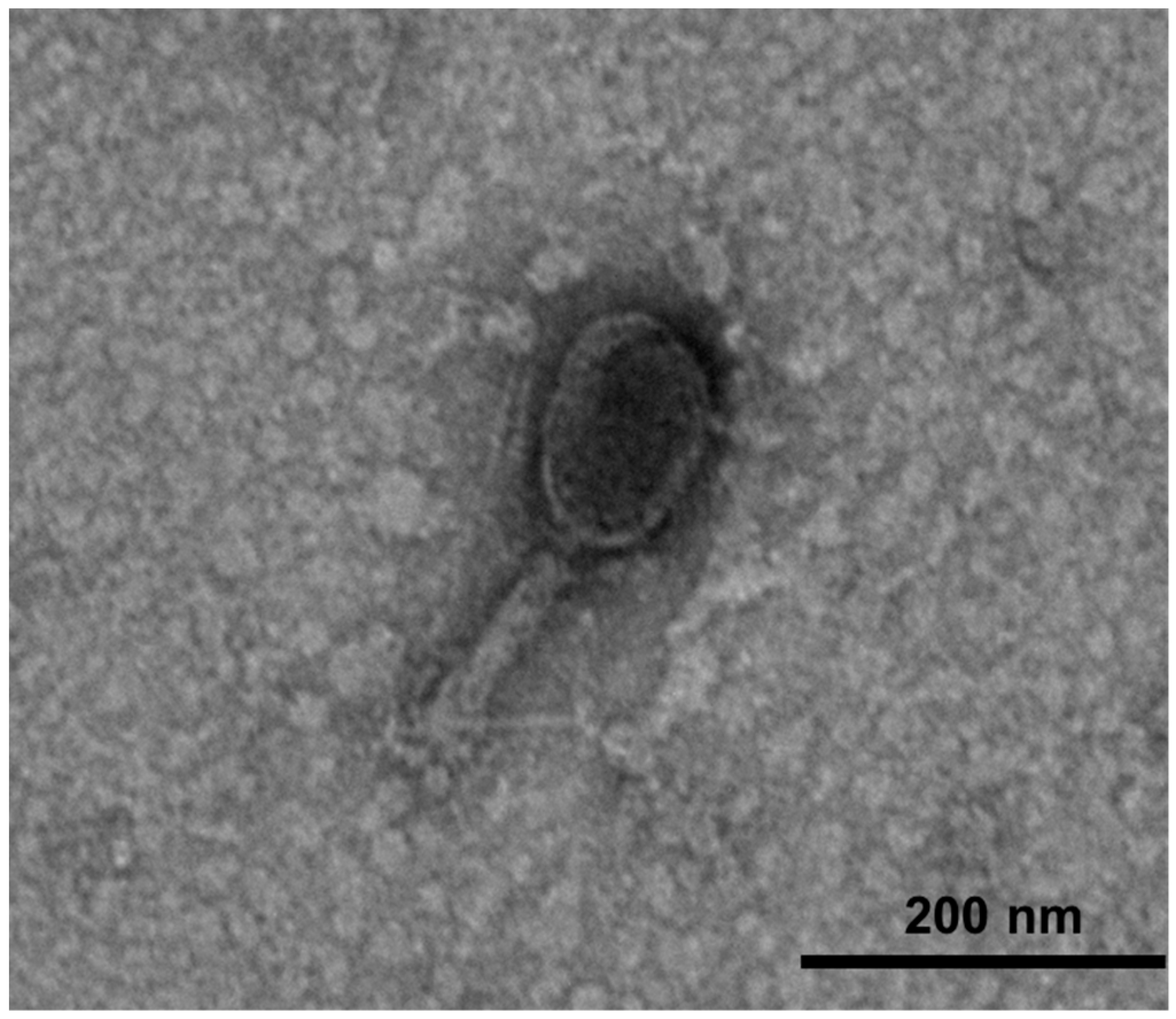 Microorganisms 09 02105 g001