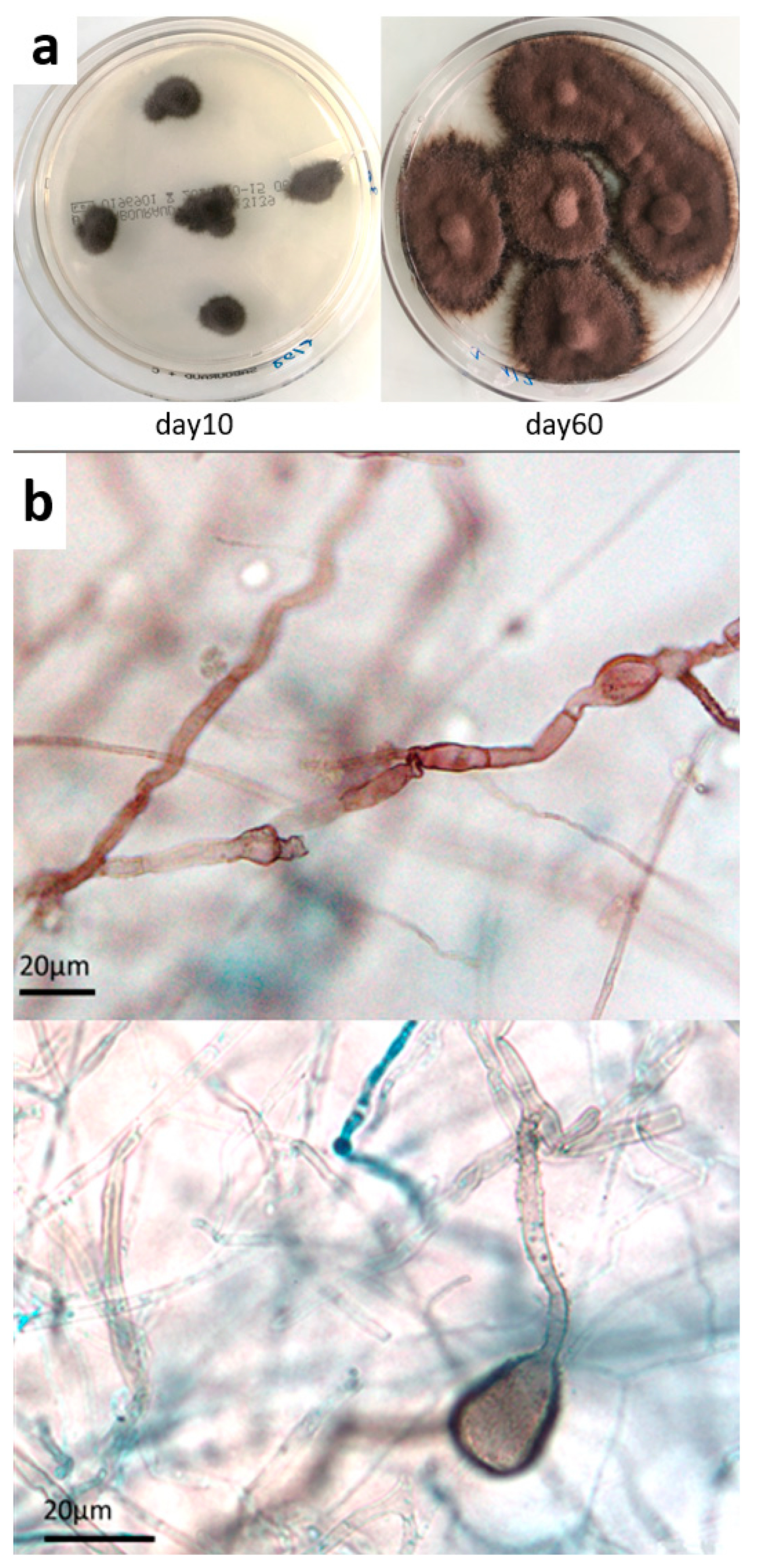 Microorganisms 09 02139 g003