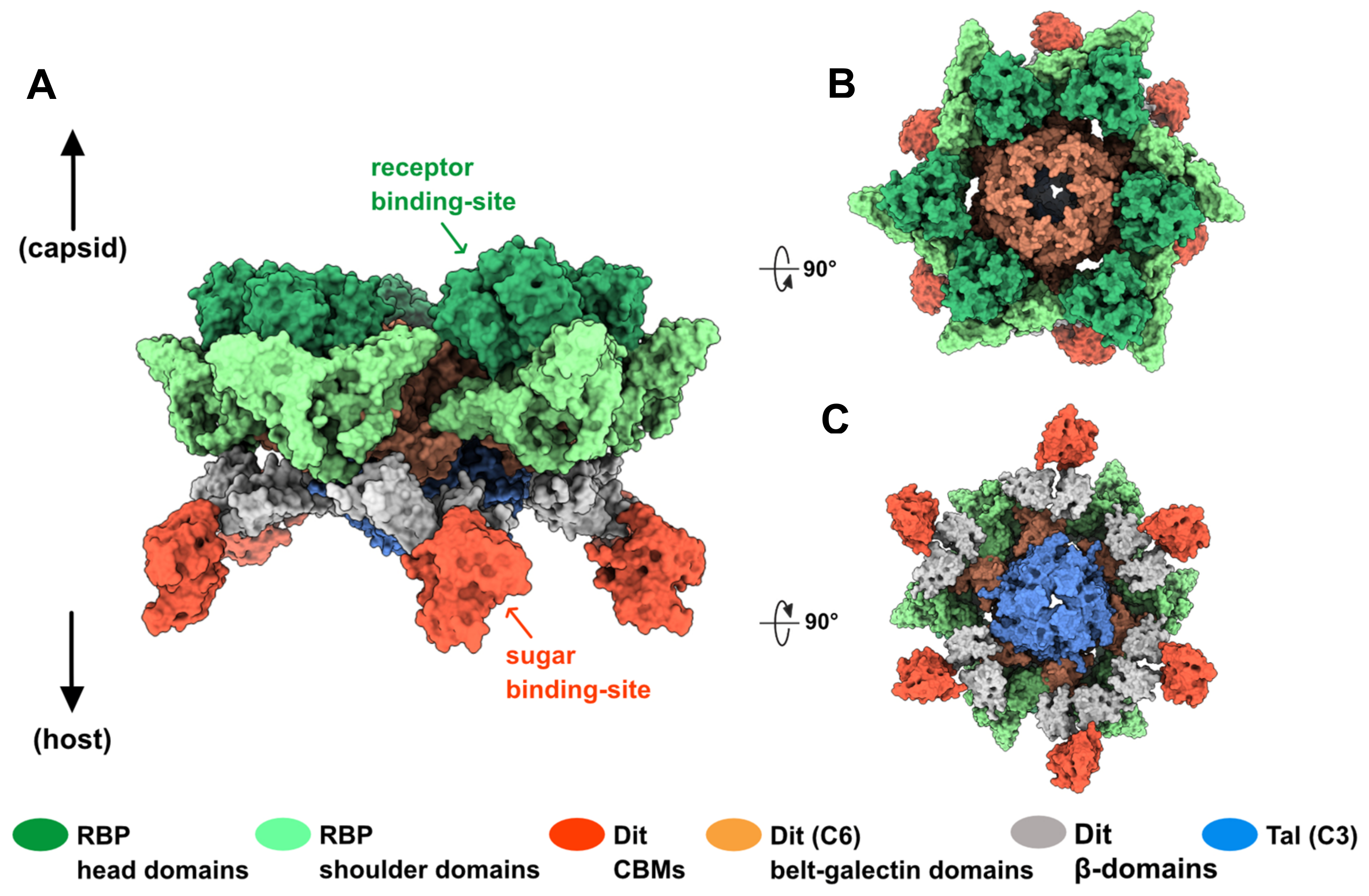 Microorganisms 09 02151 g003