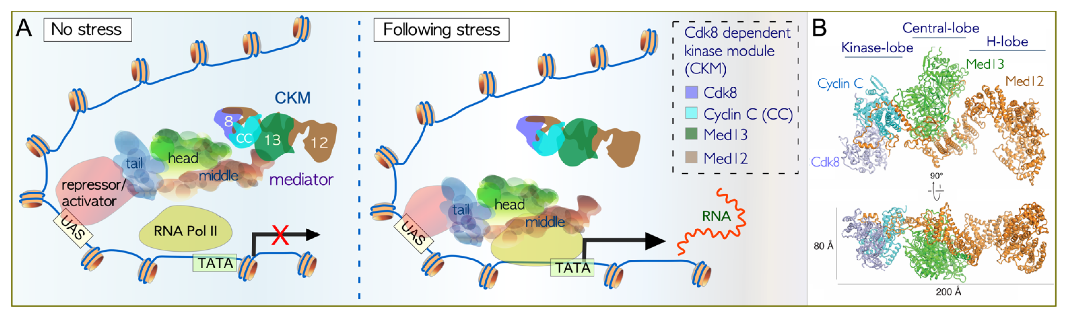 Microorganisms 09 02152 g002