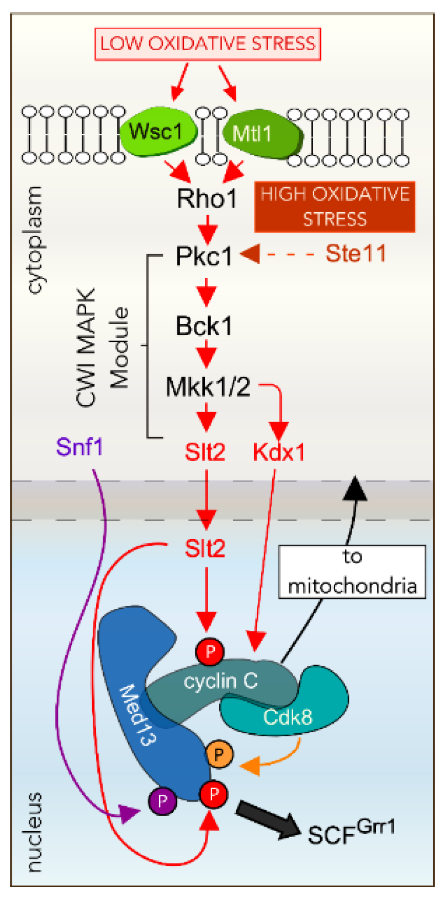 Microorganisms 09 02152 g003