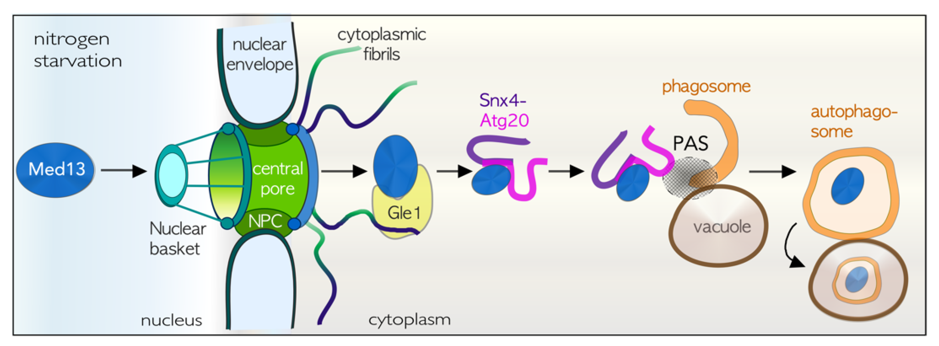 Microorganisms 09 02152 g004
