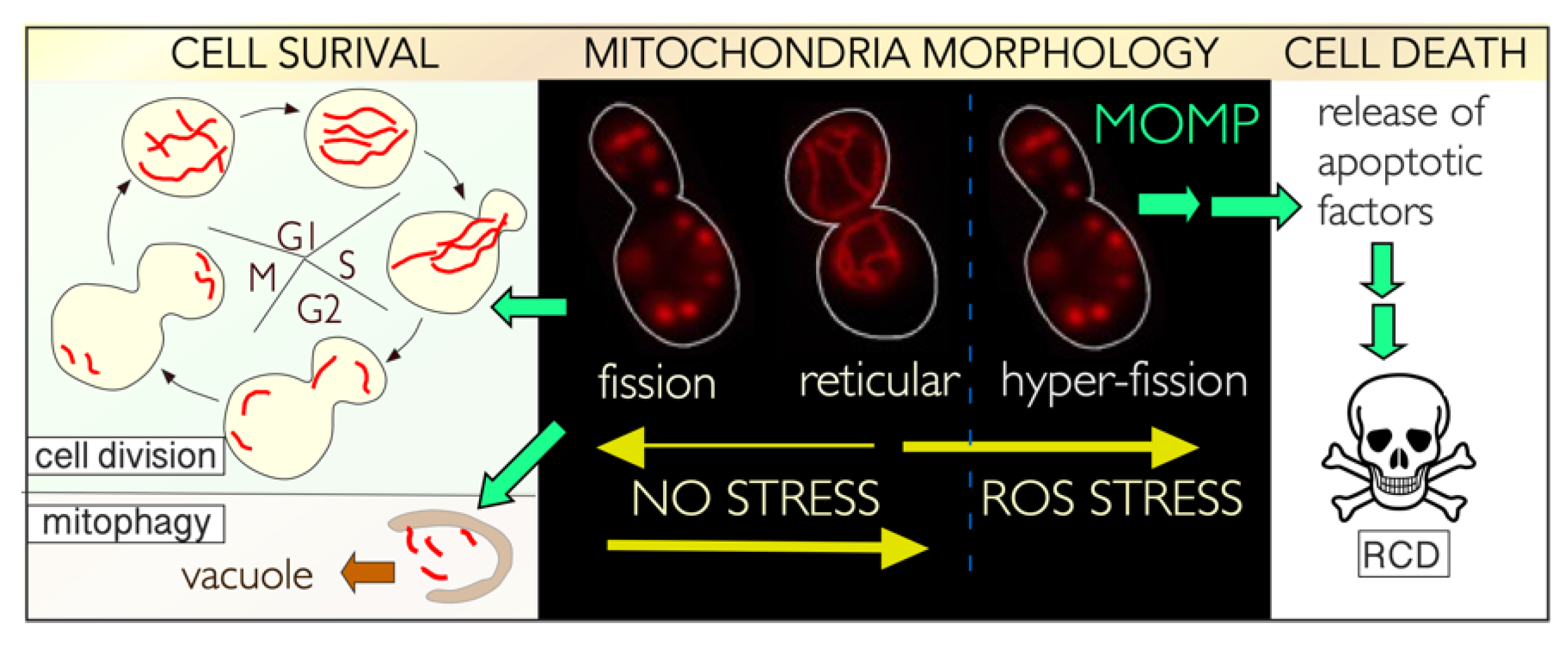 Microorganisms 09 02152 g005
