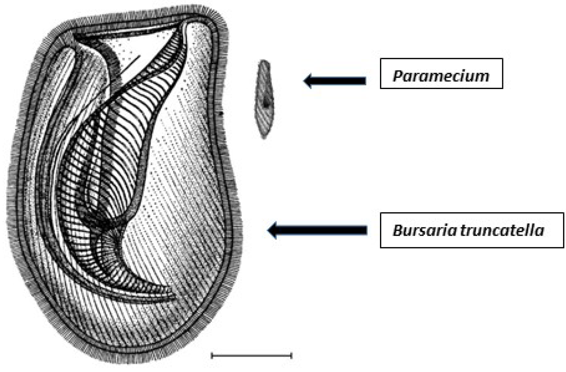 Microorganisms 09 02170 g001