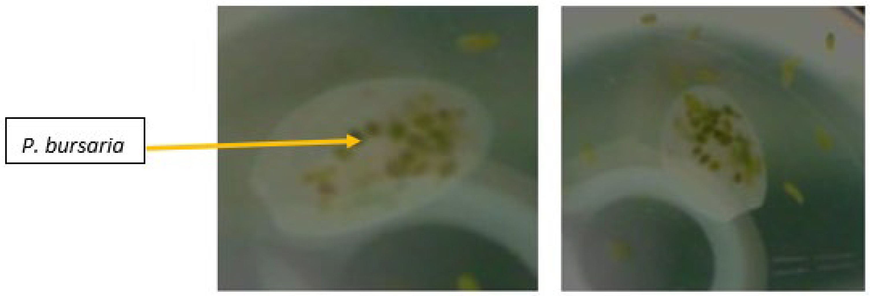 Microorganisms 09 02170 g002