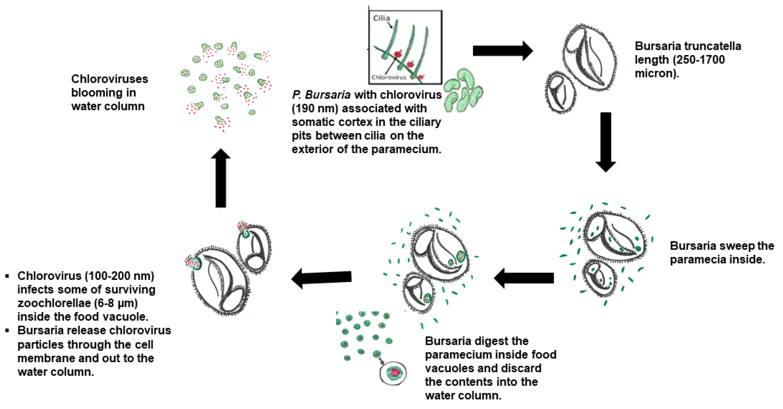 Microorganisms 09 02170 g005