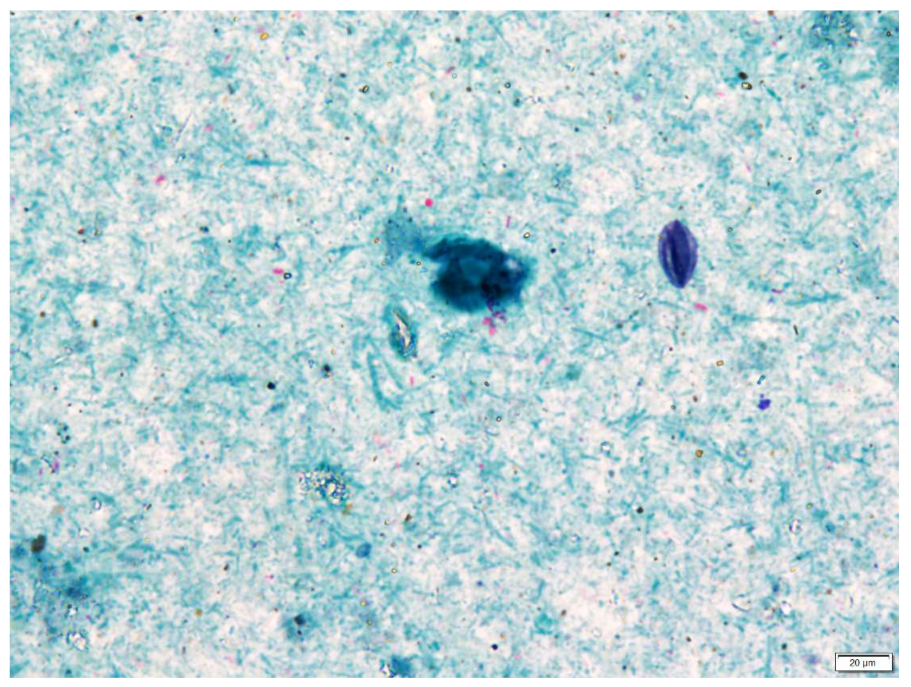 Microorganisms 09 02178 g008