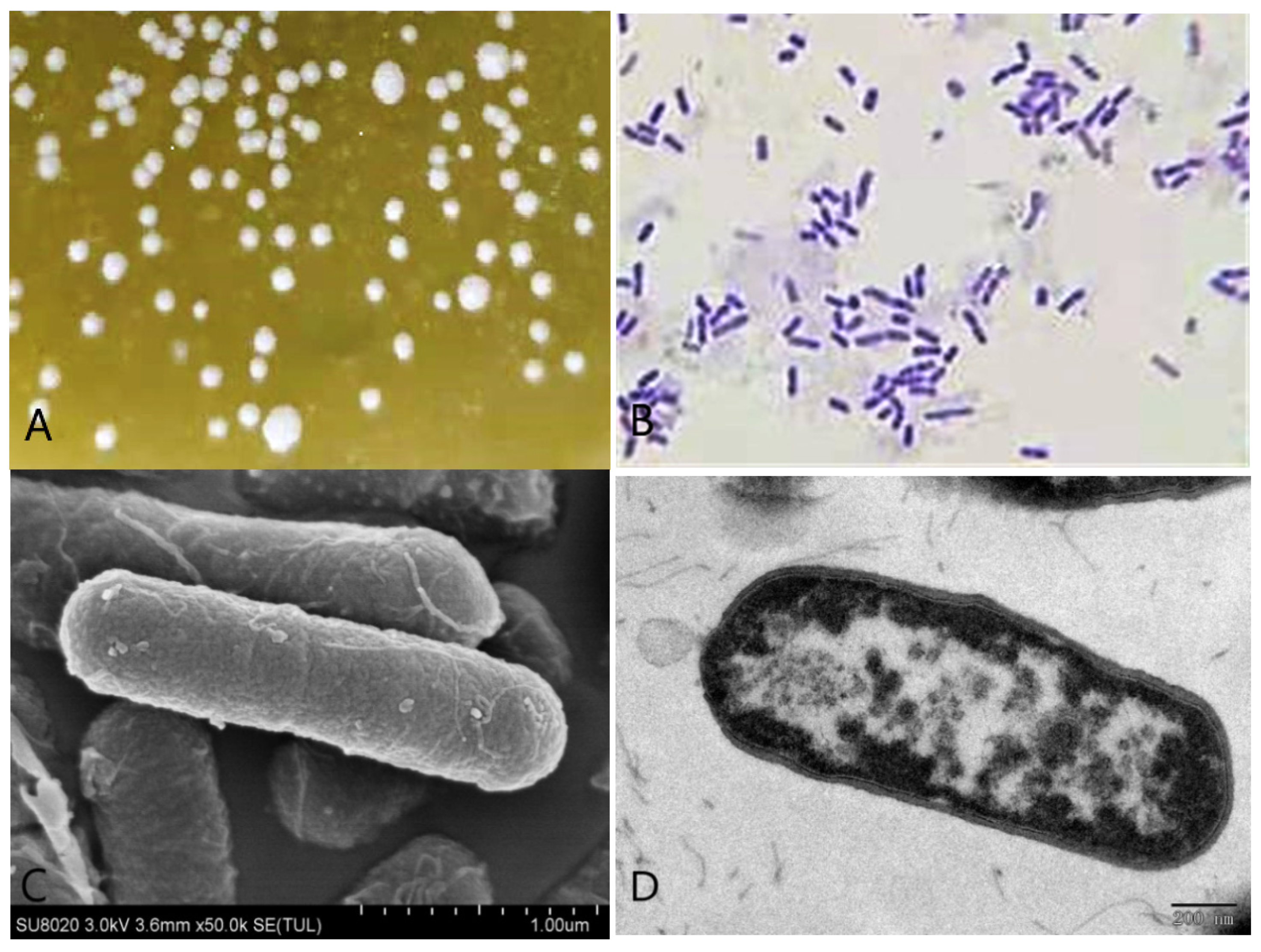 Microorganisms 09 02200 g003