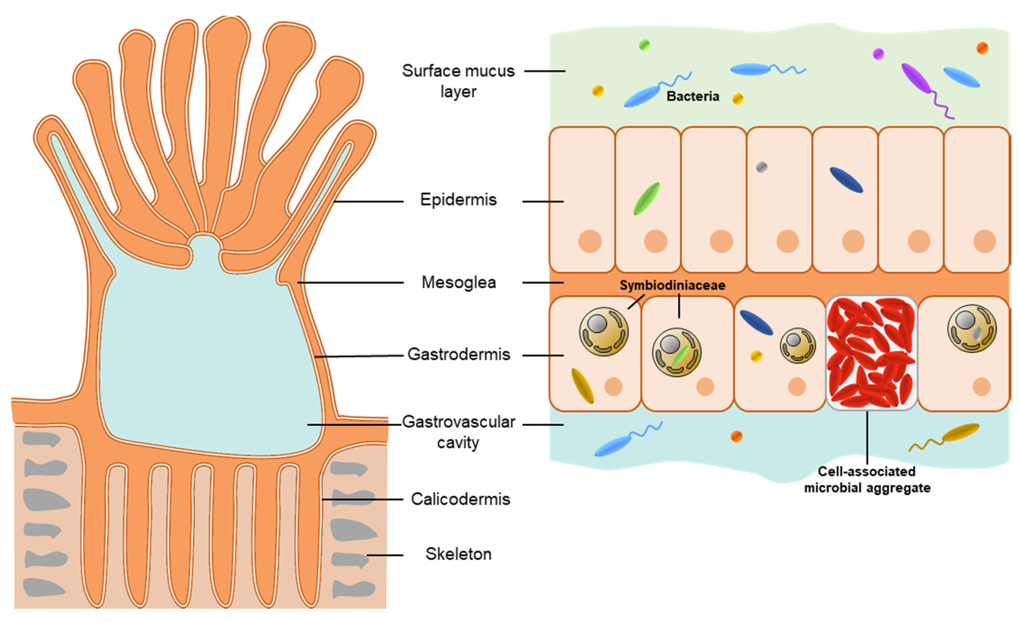 Microorganisms 09 02209 g001 Microorganisms 09 02209 g001