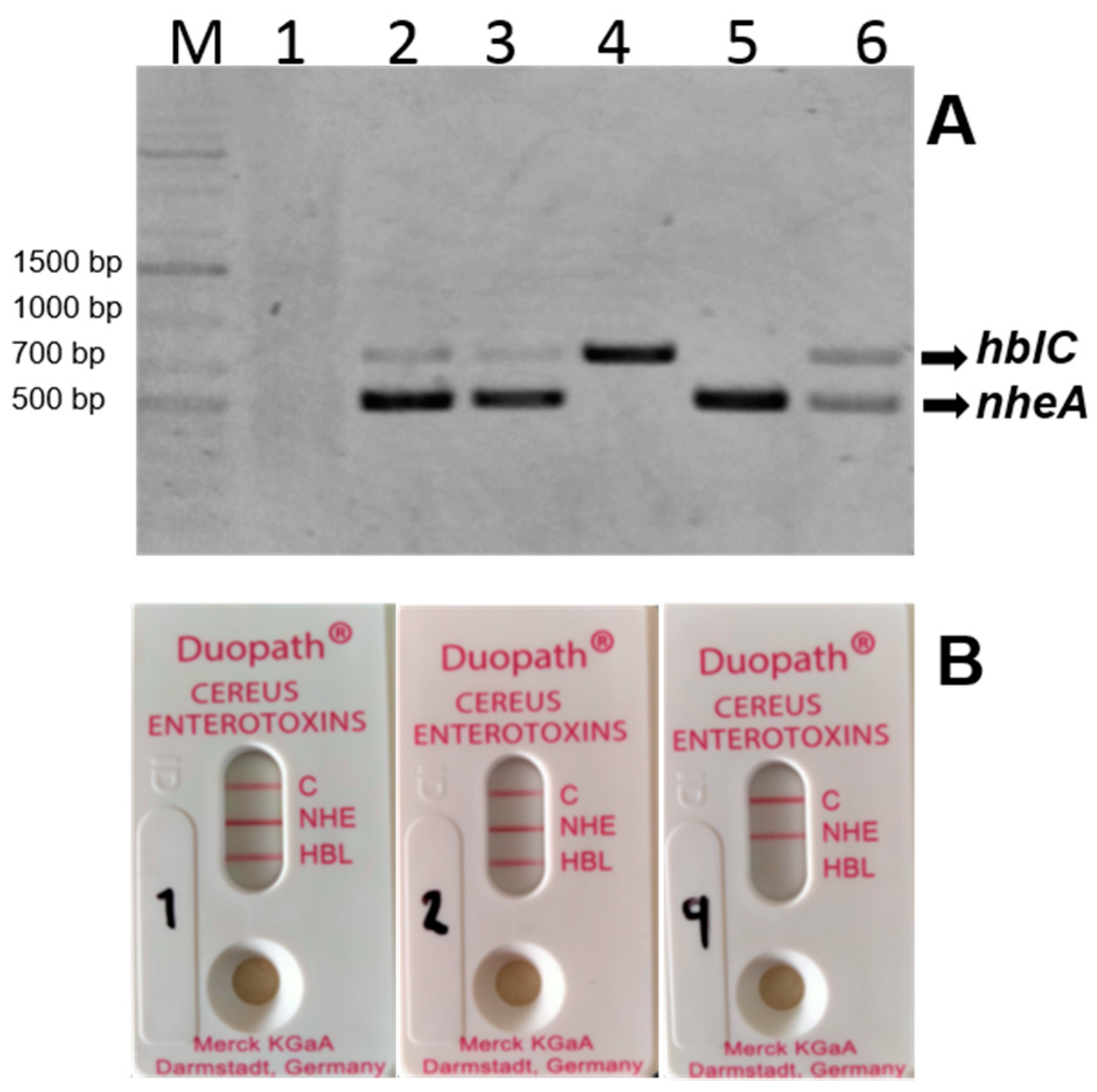 Microorganisms 09 02226 g003