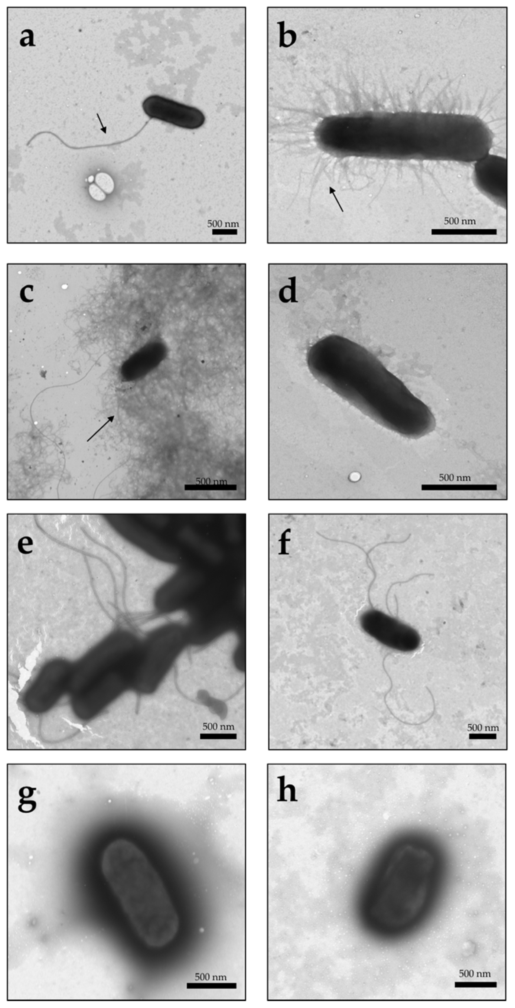 Microorganisms 09 02233 g001 Microorganisms 09 02233 g001