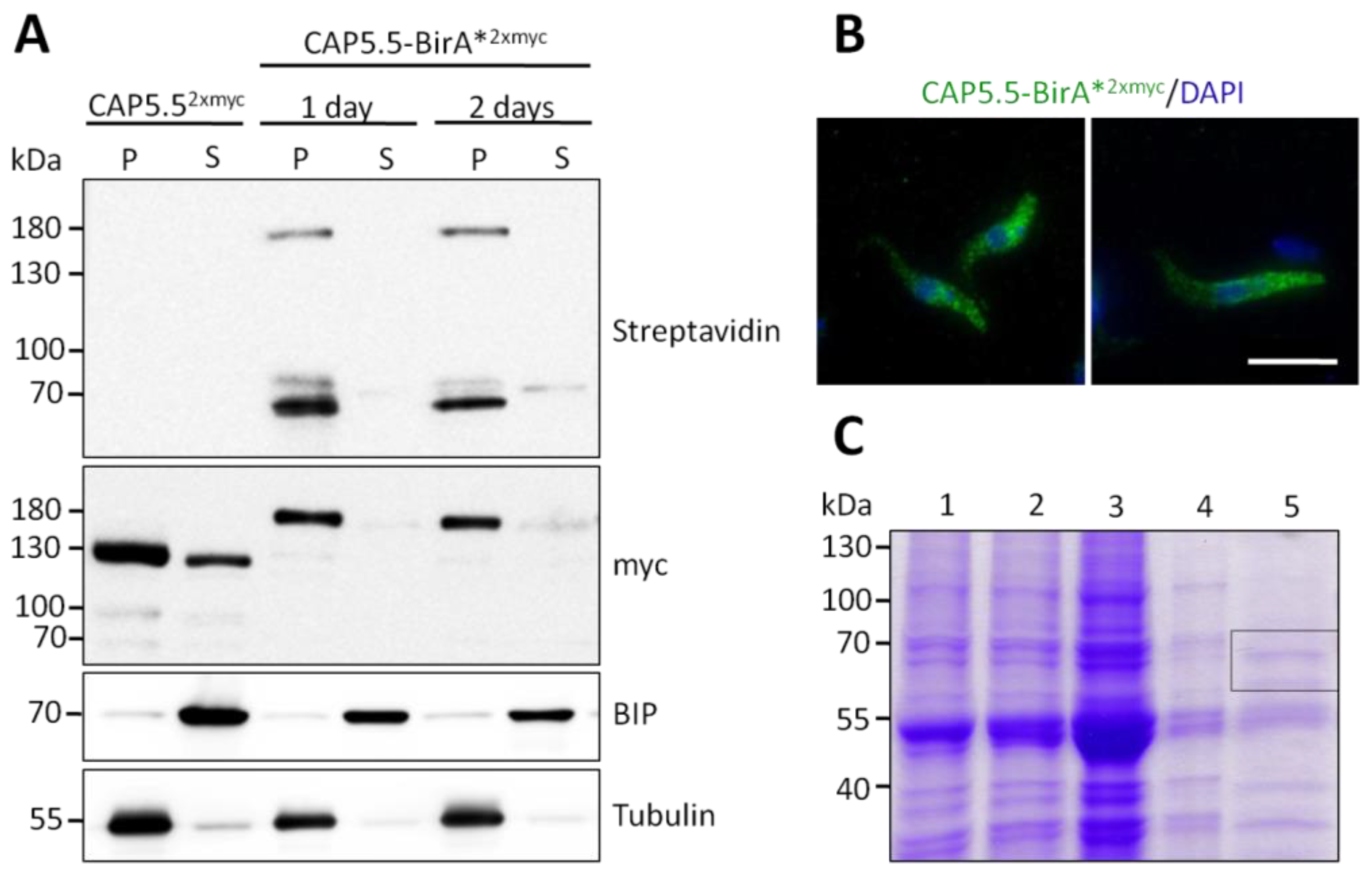 Microorganisms 09 02234 g001