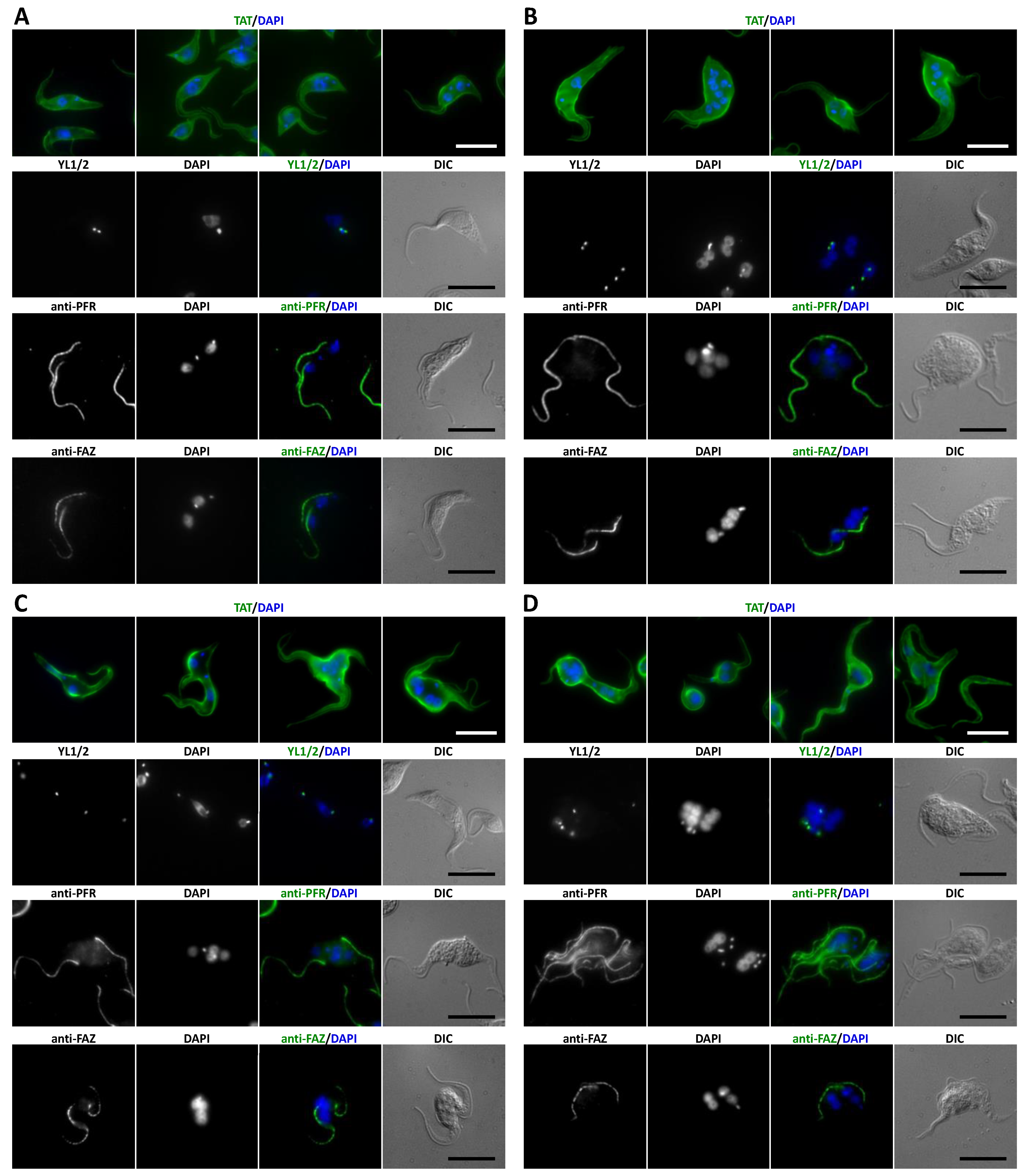 Microorganisms 09 02234 g004
