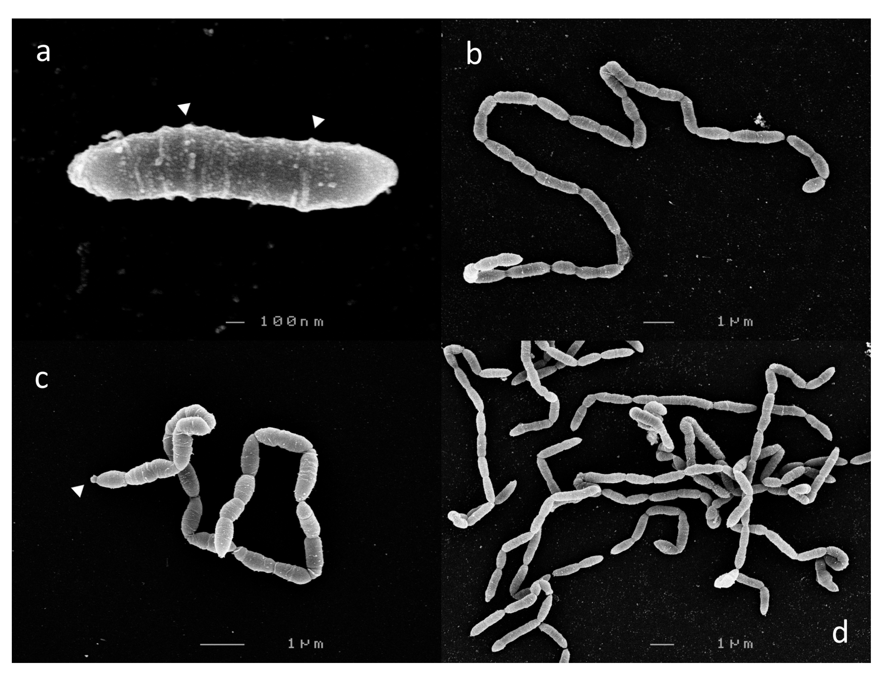 Microorganisms 09 02254 g002