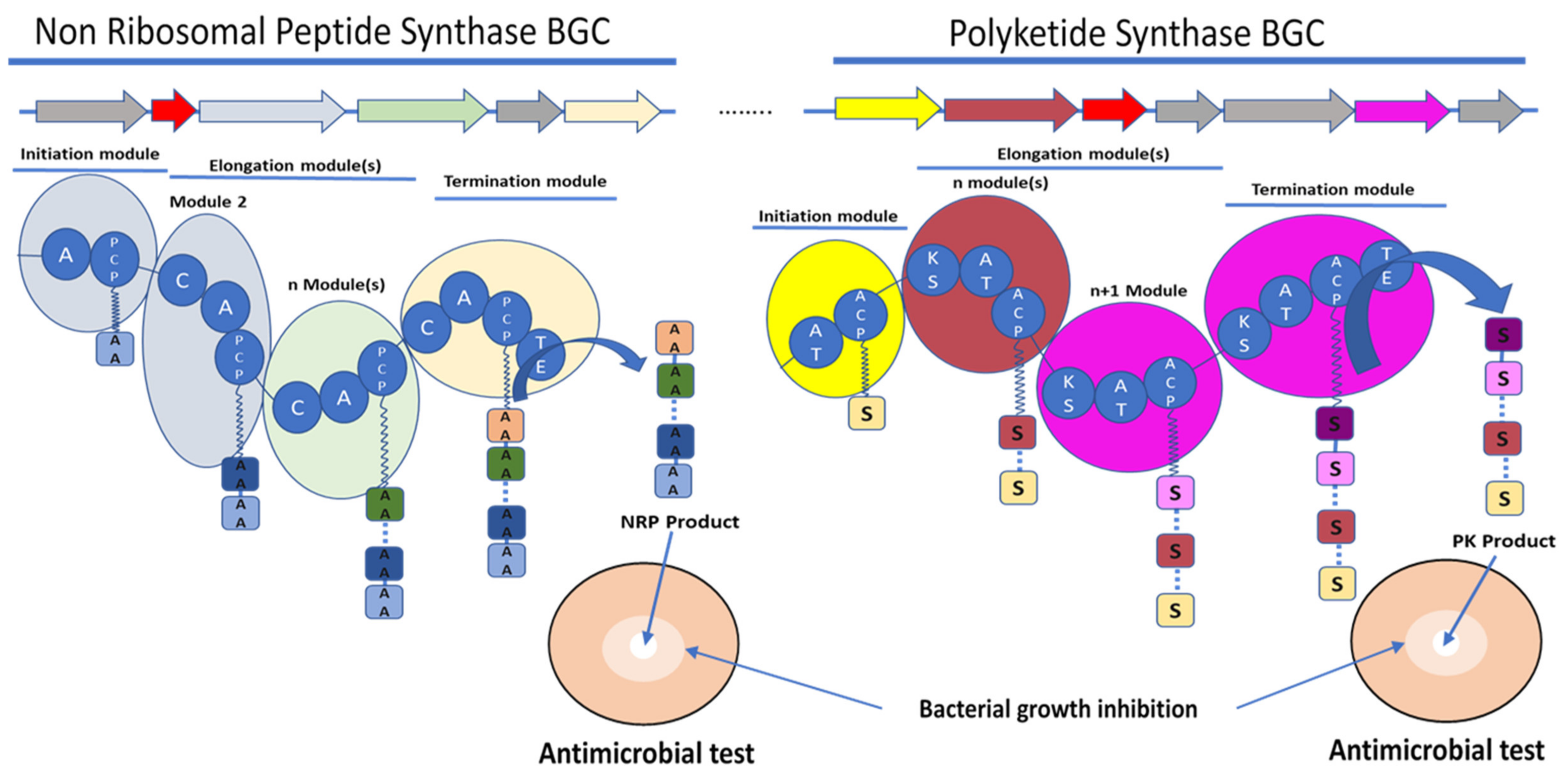 Microorganisms 09 02297 g001