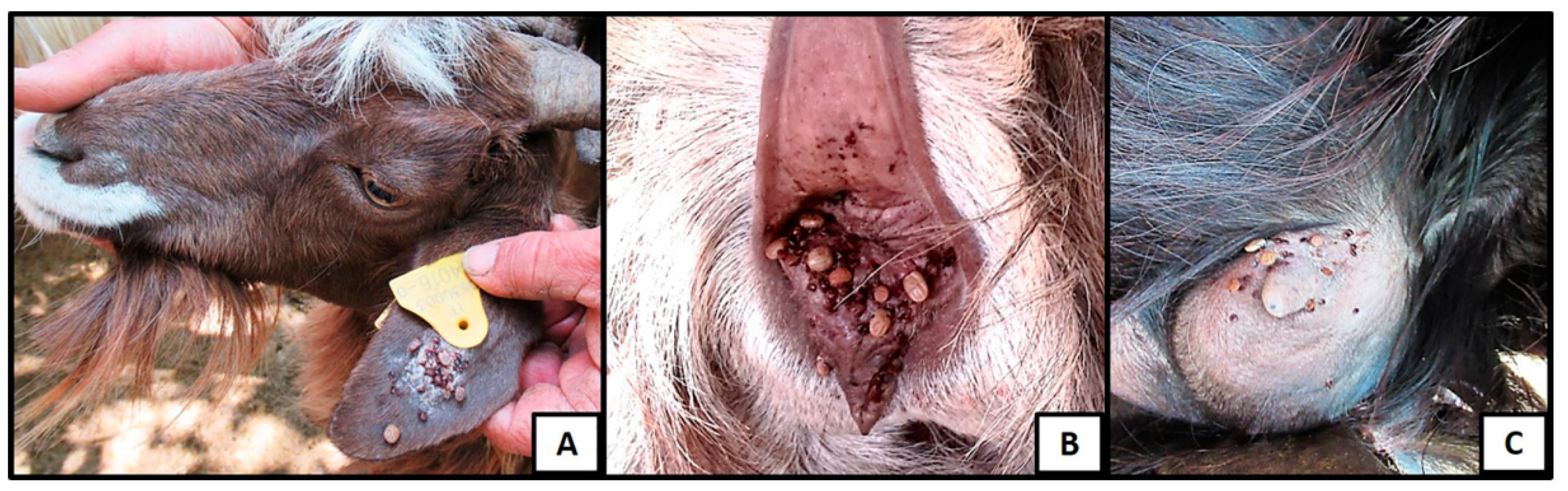 Microorganisms 09 02312 g001