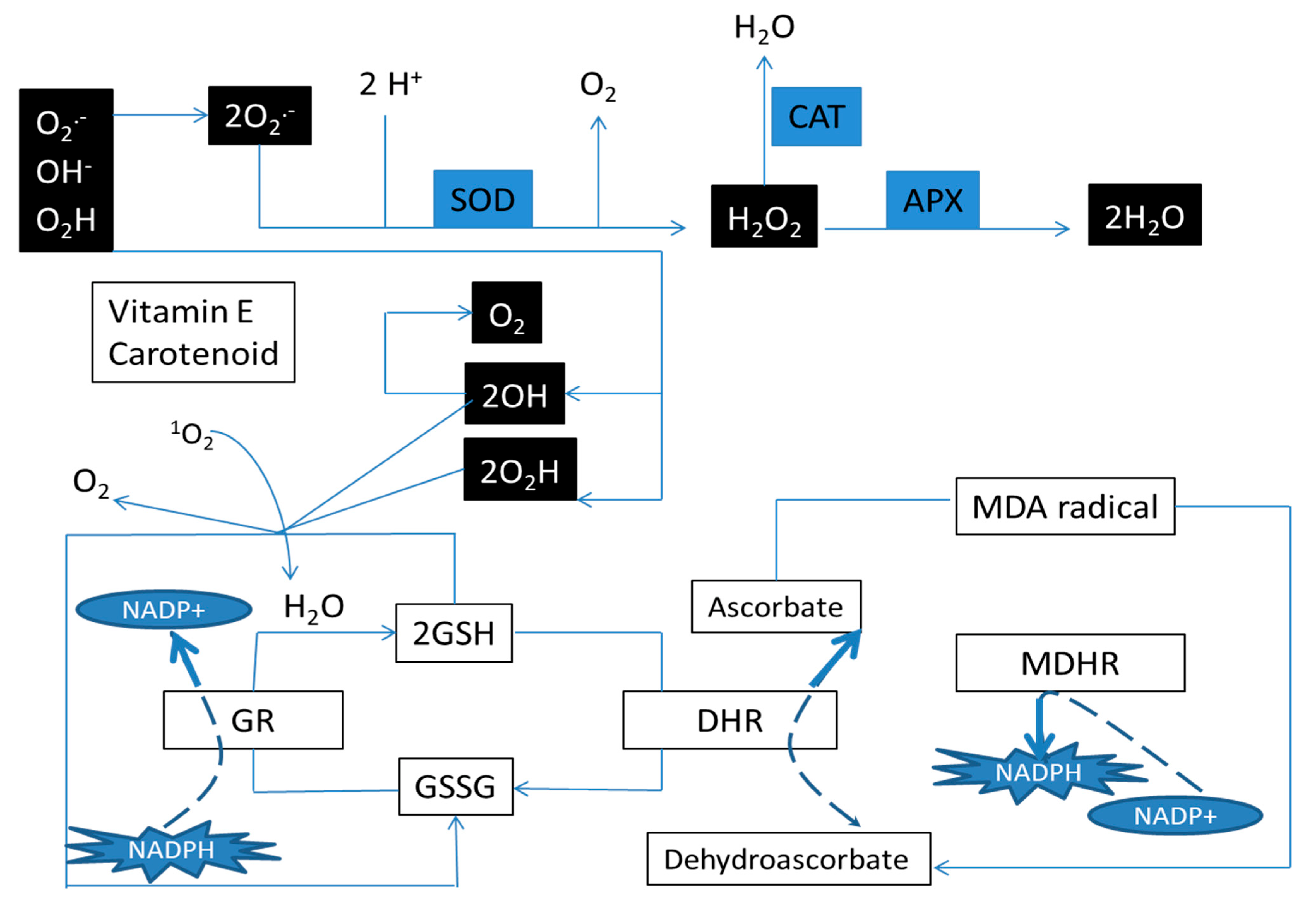 Microorganisms 09 02313 g001